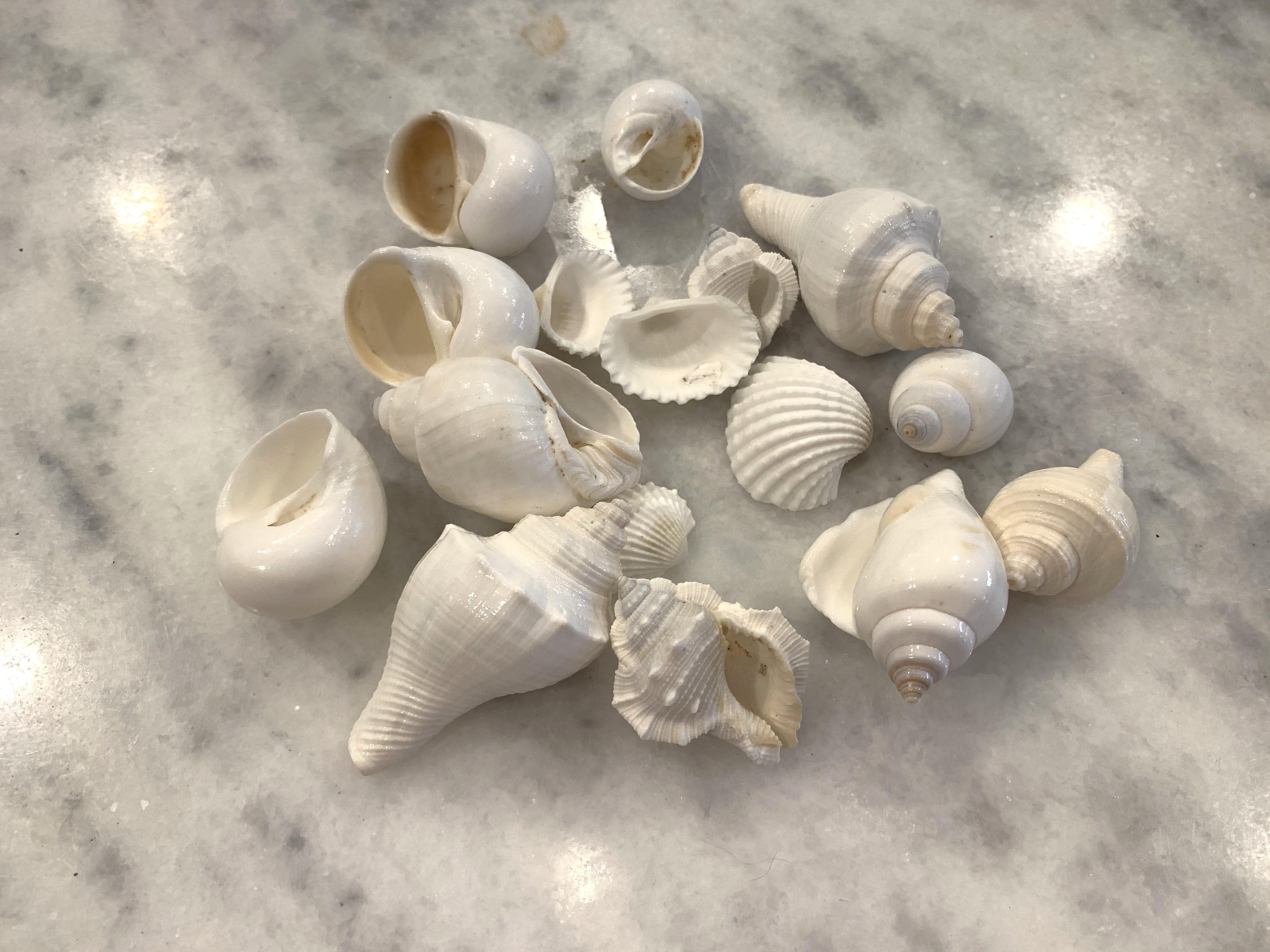 White Shells Mix 3/4" to 1 3/4", 6 ounce Bag 