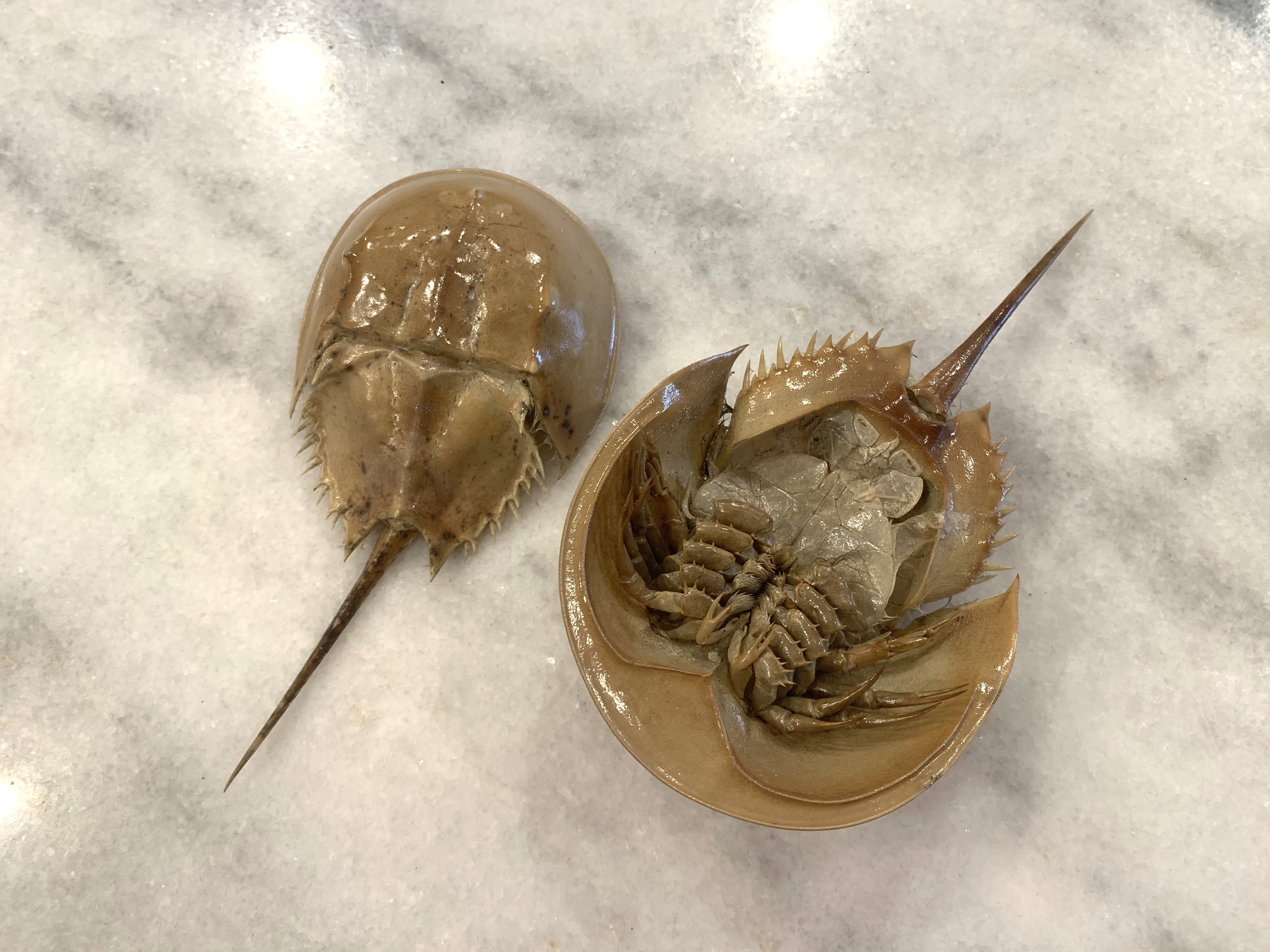 Horseshoe Crab Molt 5-7 inches 
