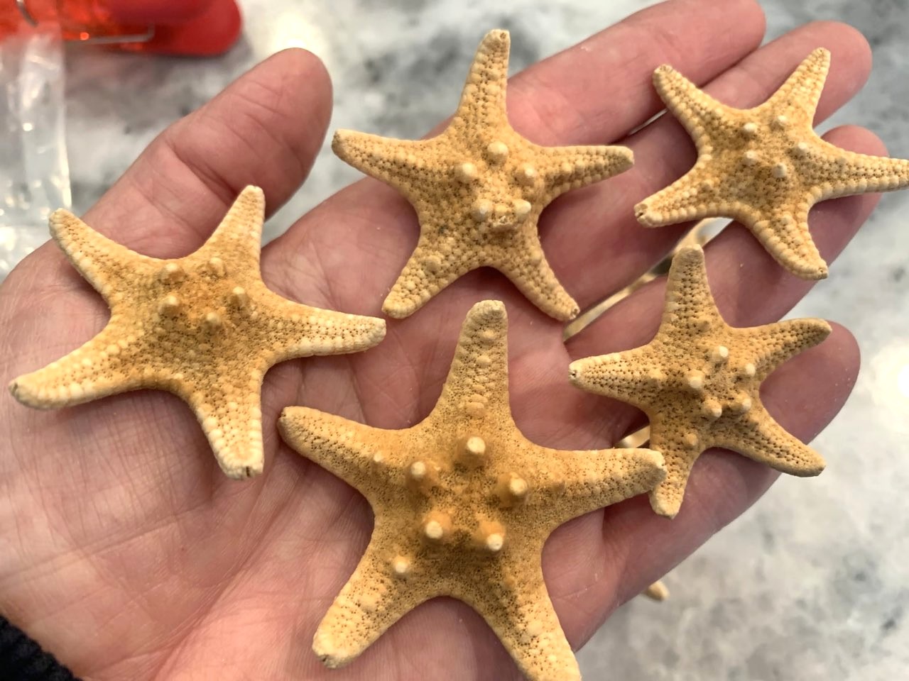 Knobby Starfish 1.5 to 2 inches, Sold in Sets of 2 or 5