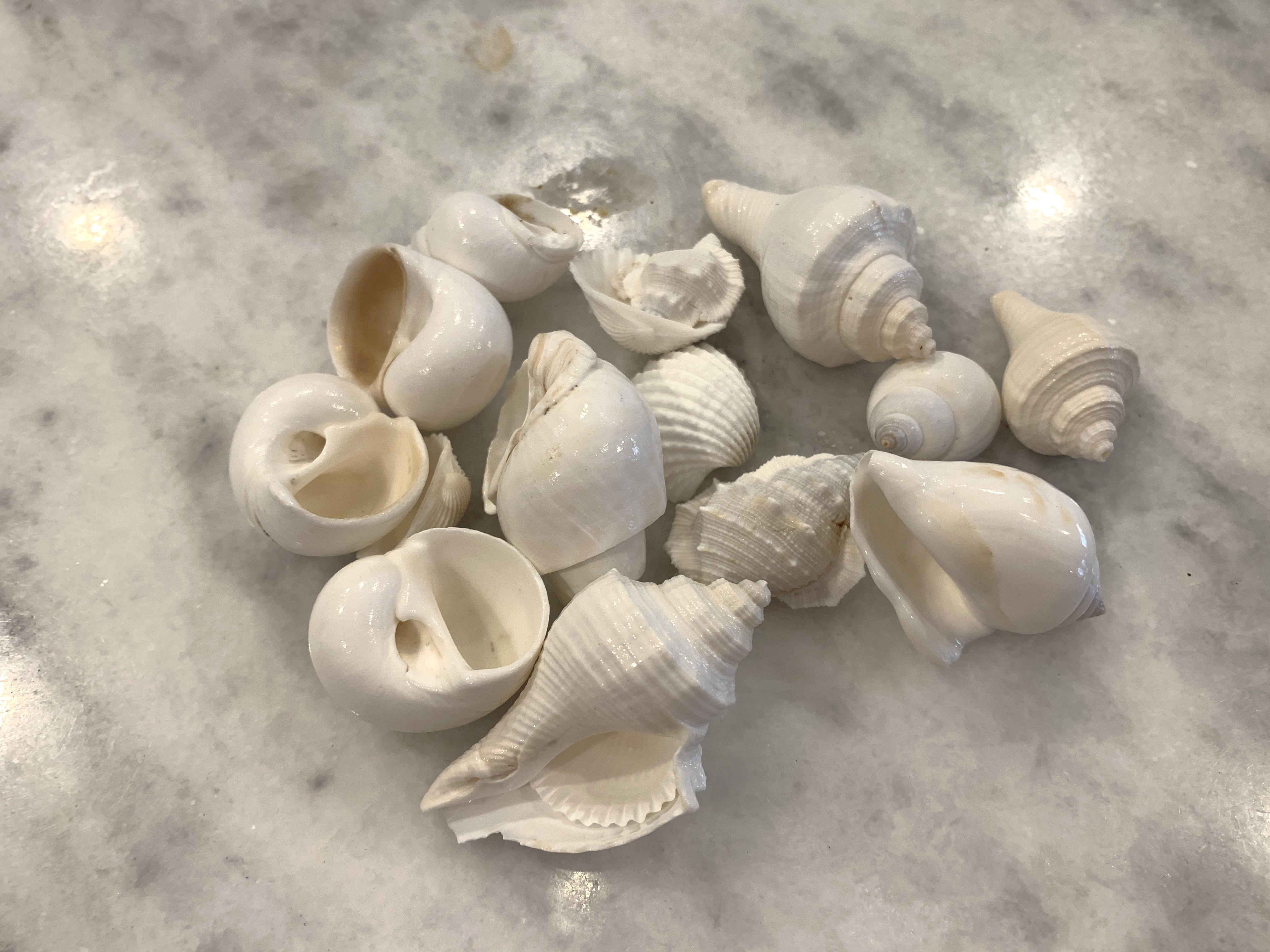 White Shells Mix 3/4" to 1 3/4", 6 ounce Bag 