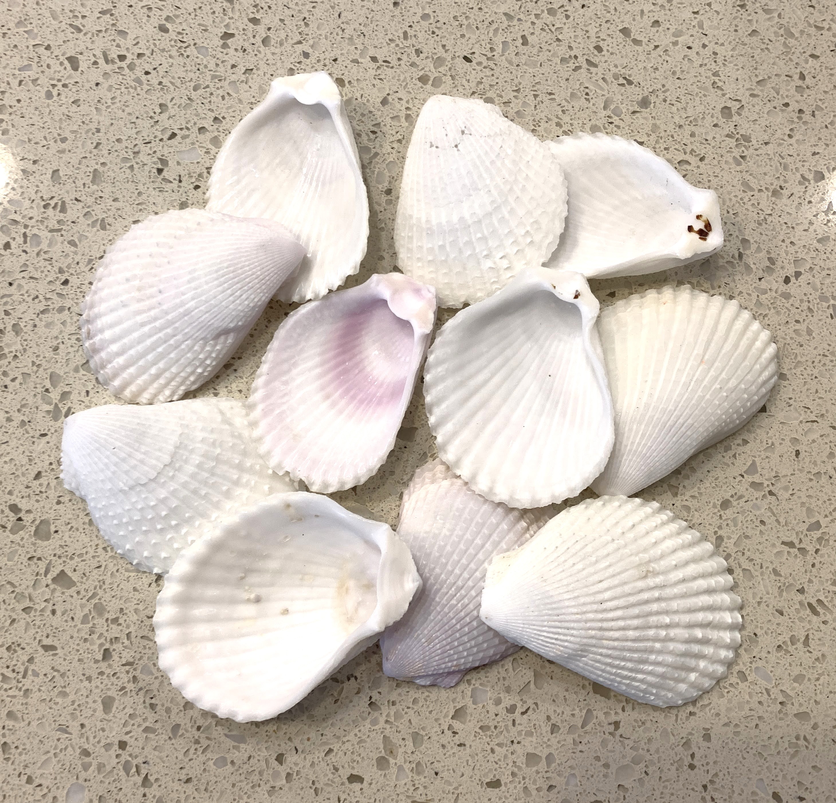 Lima Lima Shells 2-5 inch