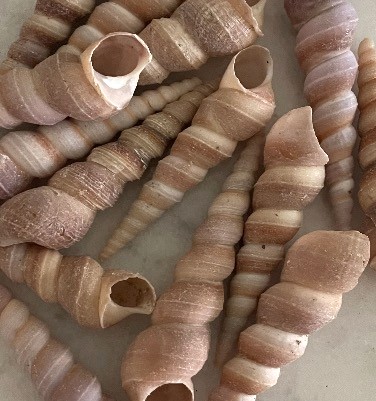 Turritella 1.5 to 2.5 inches, Sold in Sets of 10
