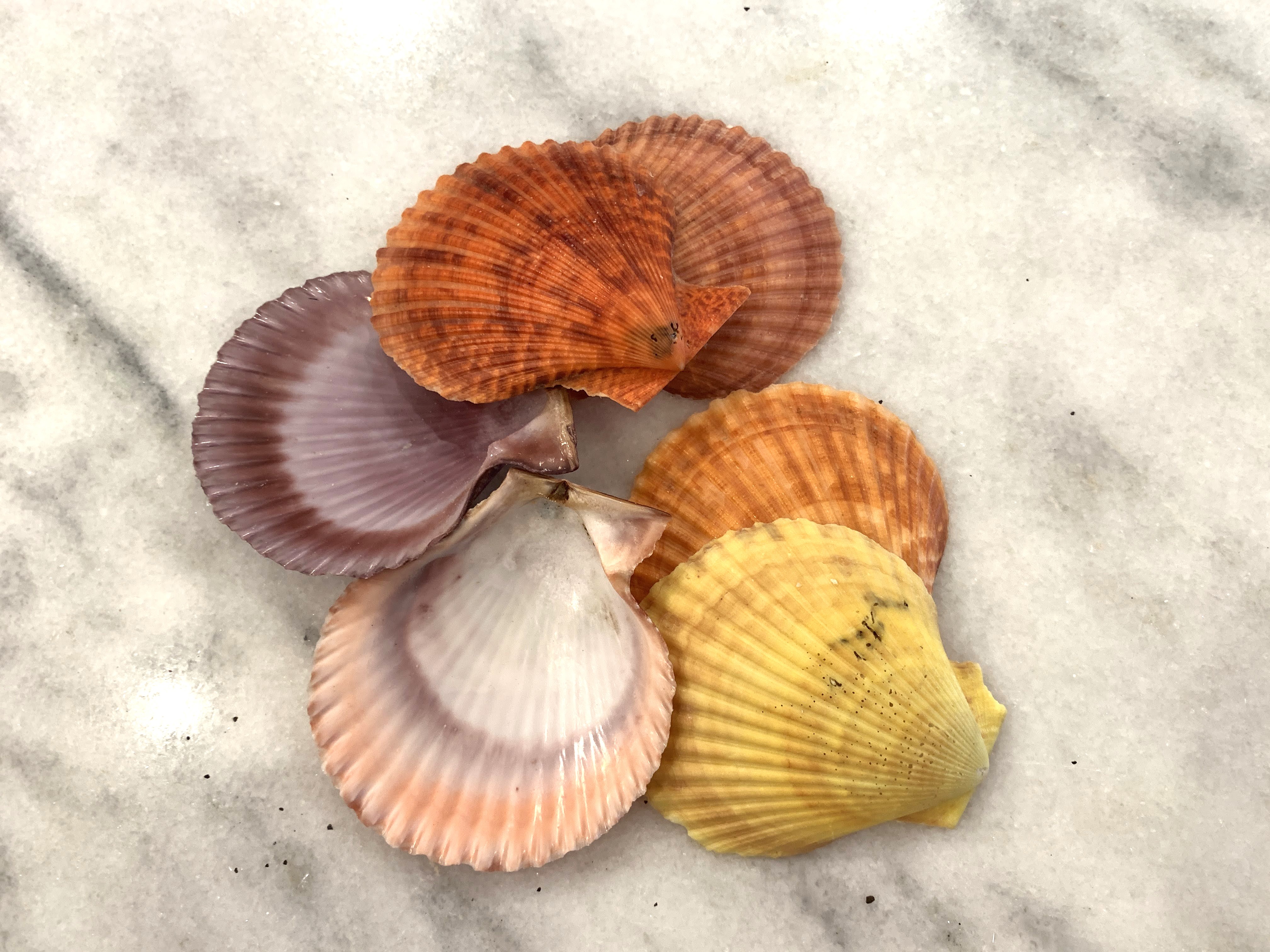 Noble Pectins Scallop Shells 2.75 to 3.5 inches, Sets of 10 or 20 