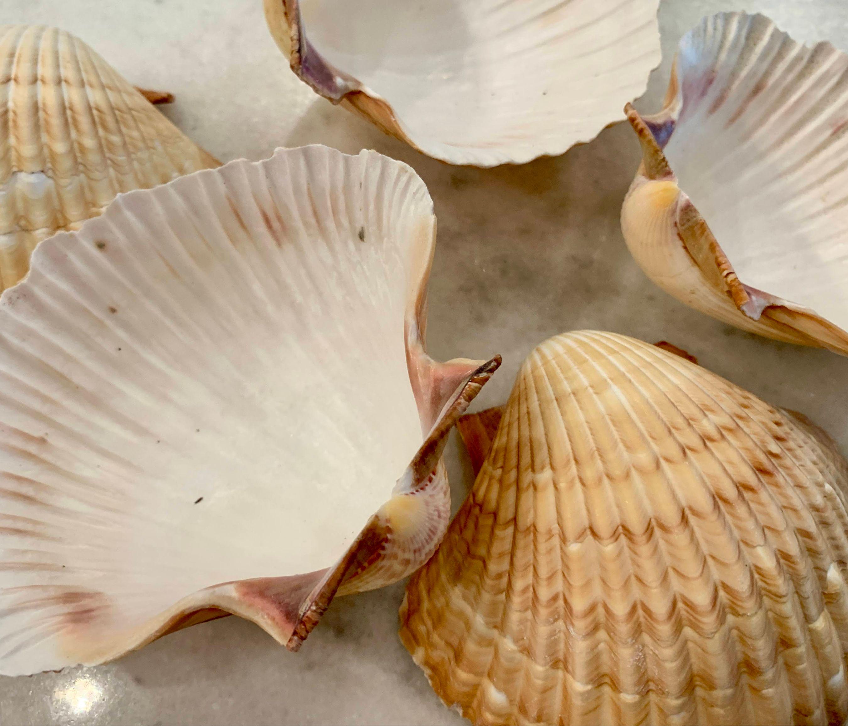 Deep Scallop Shells 2.75-3.5 inches, San Diego seashells