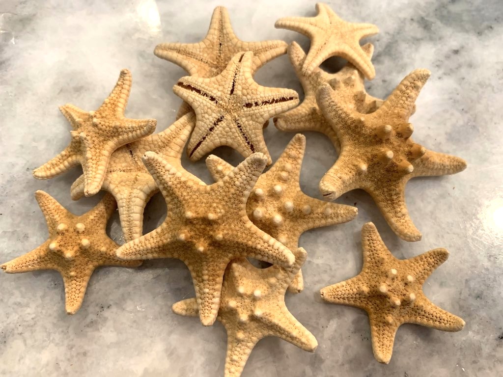 Knobby Starfish 1.5 to 2 inches, Sold in Sets of 2 or 5