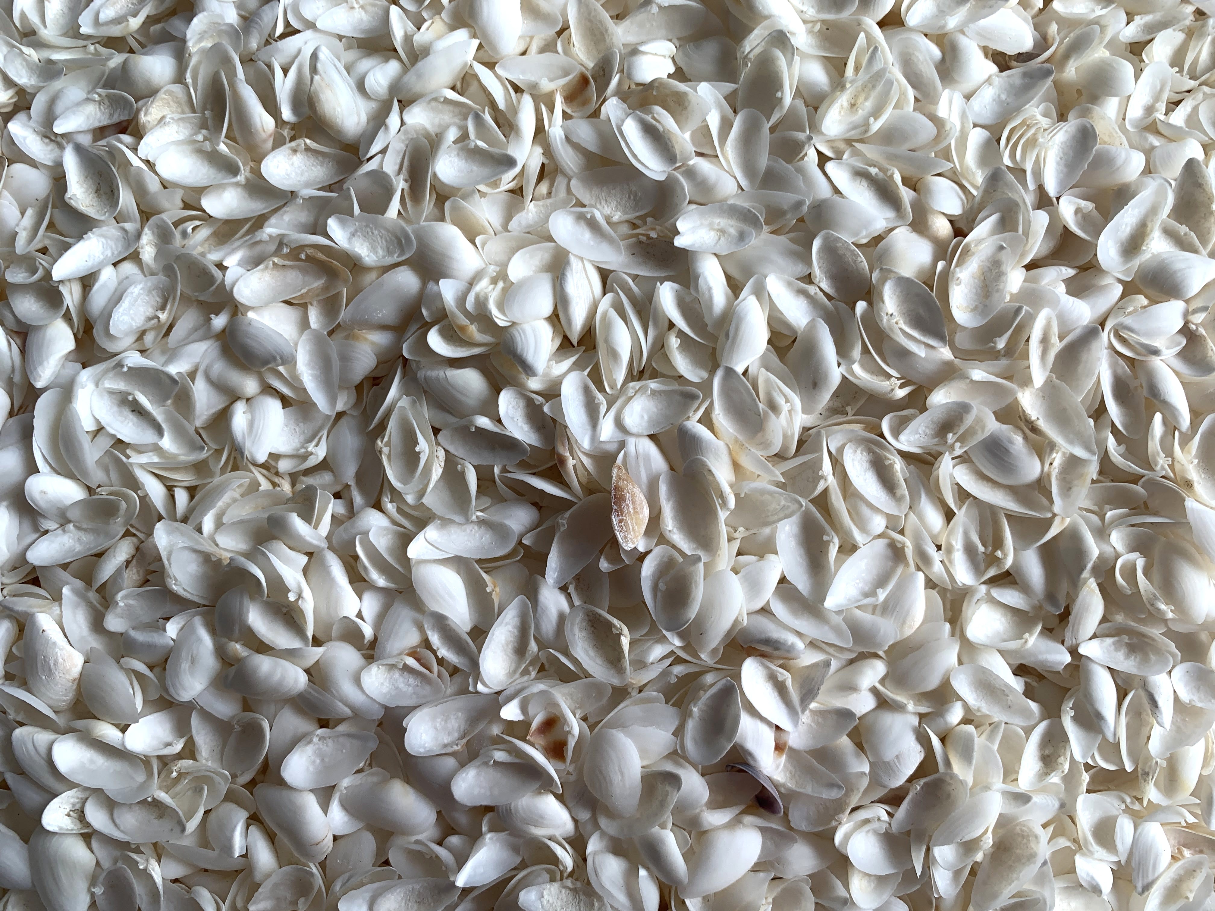 Tiny White Coquina Shells 3/8-3/4 inches, Sold by the Cup