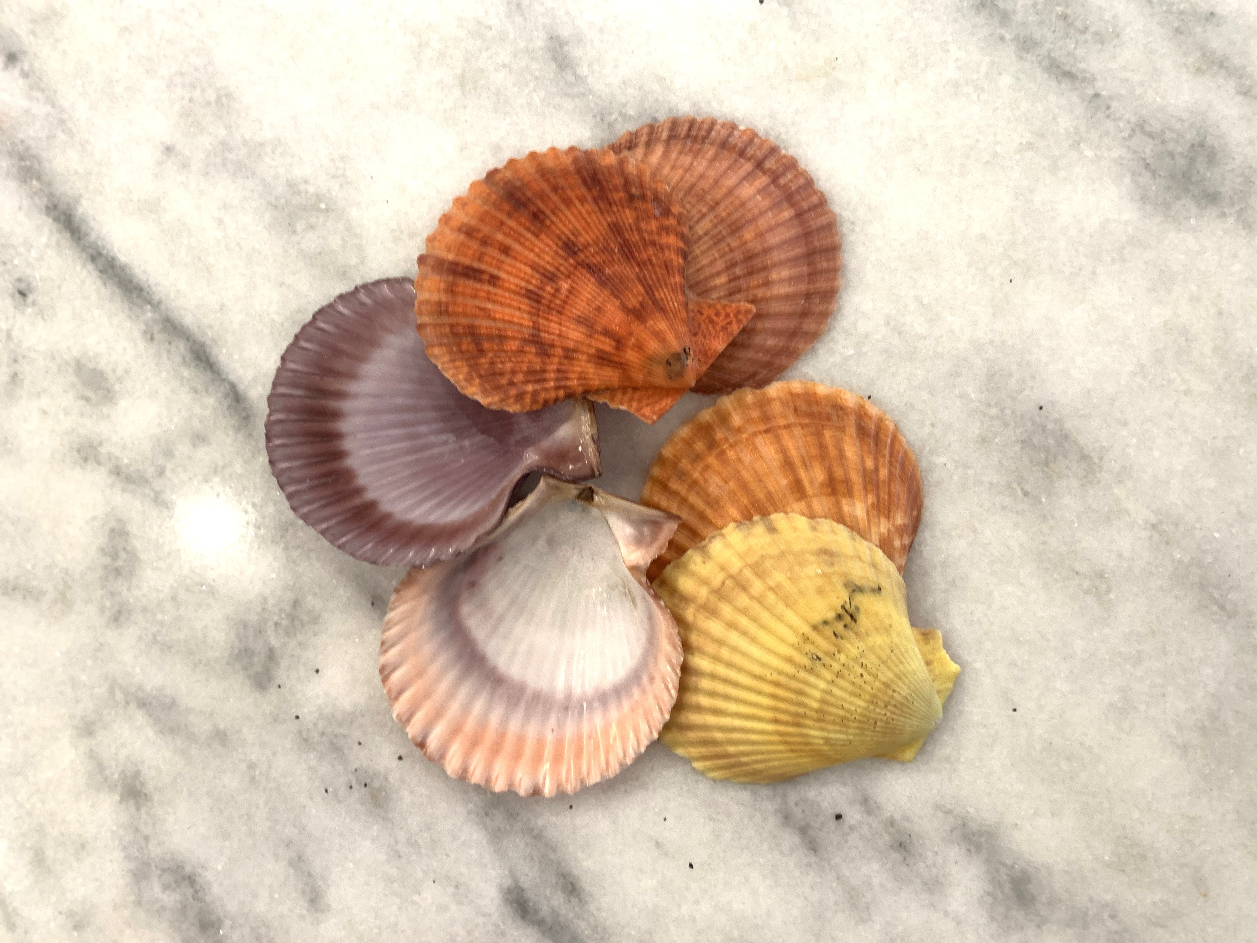 Noble Pectins Scallop Shells 2.75 to 3.5 inches, Sets of 10 or 20 