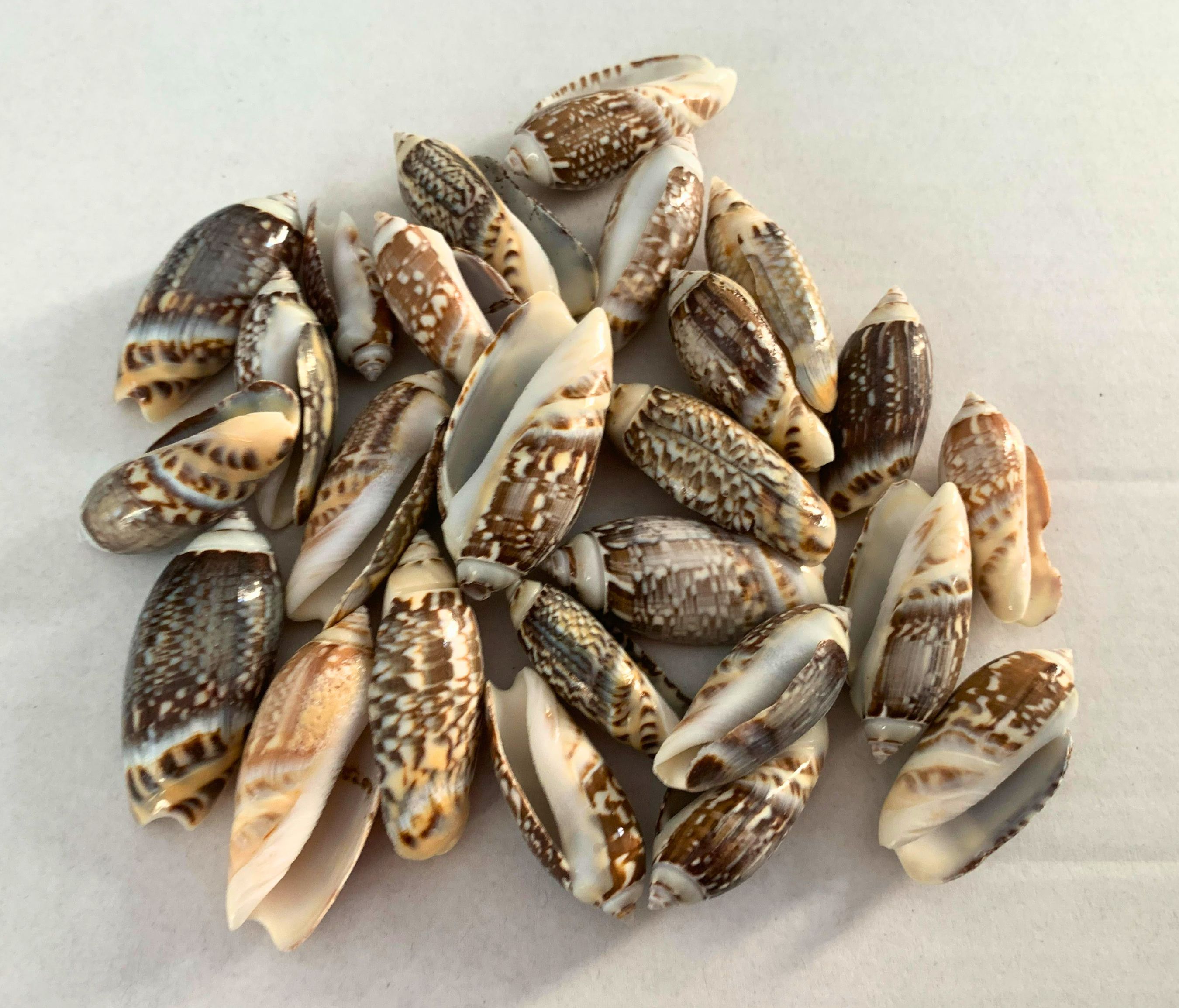 Olive Gibbosa 1 to 1.5 inches, Set of 25