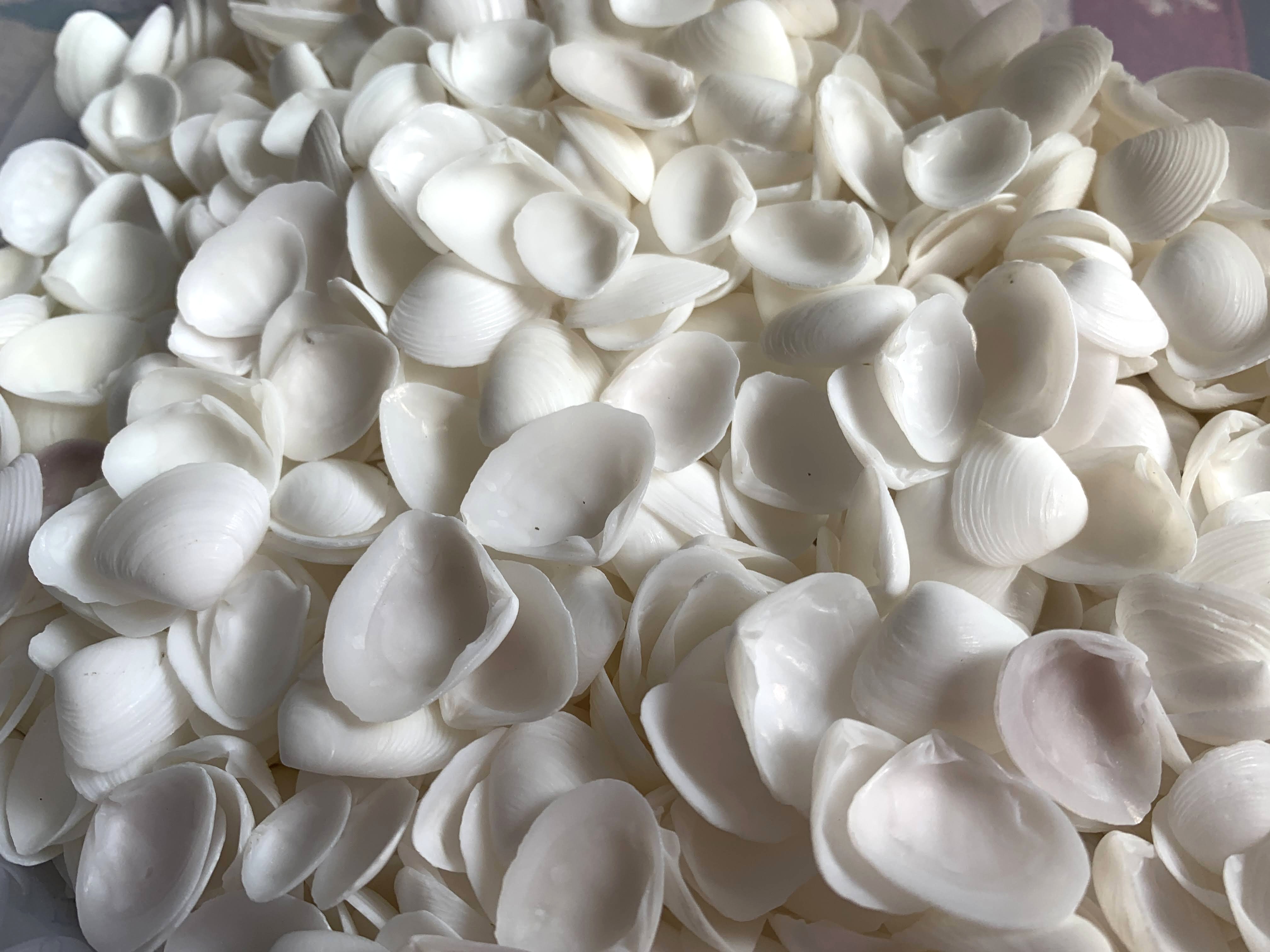 White Cay Cay Shells .25 plus inches, Sold by the Cup