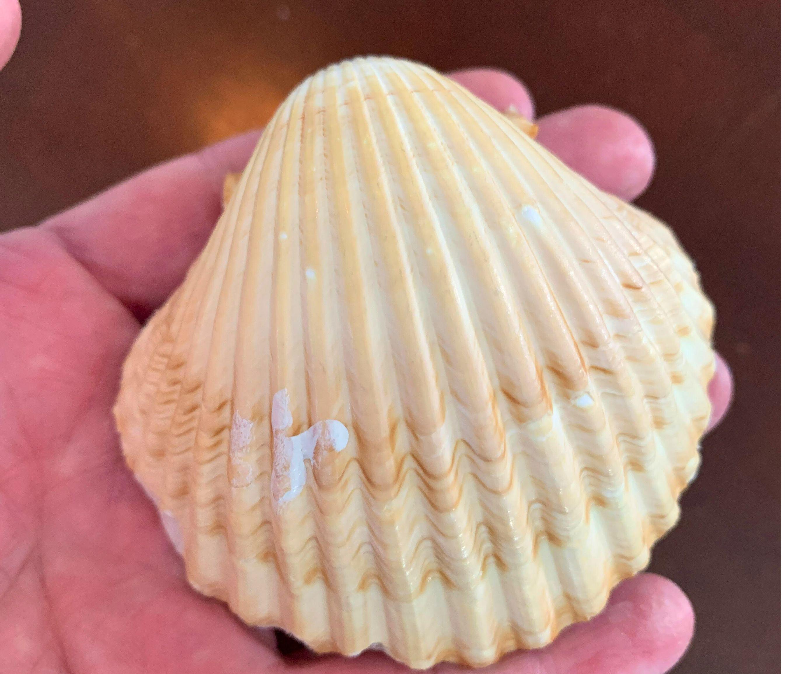 Deep Scallop Shells 2.75-3.5 inches, San Diego seashells