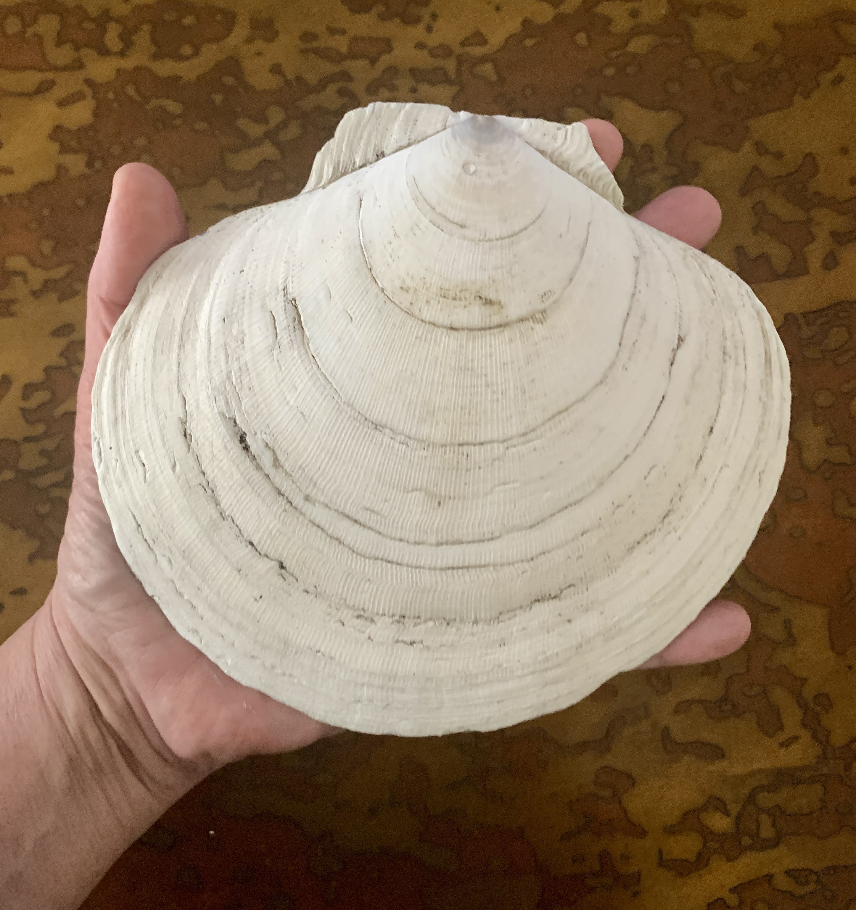 XL Sea Scallops 5 plus inches