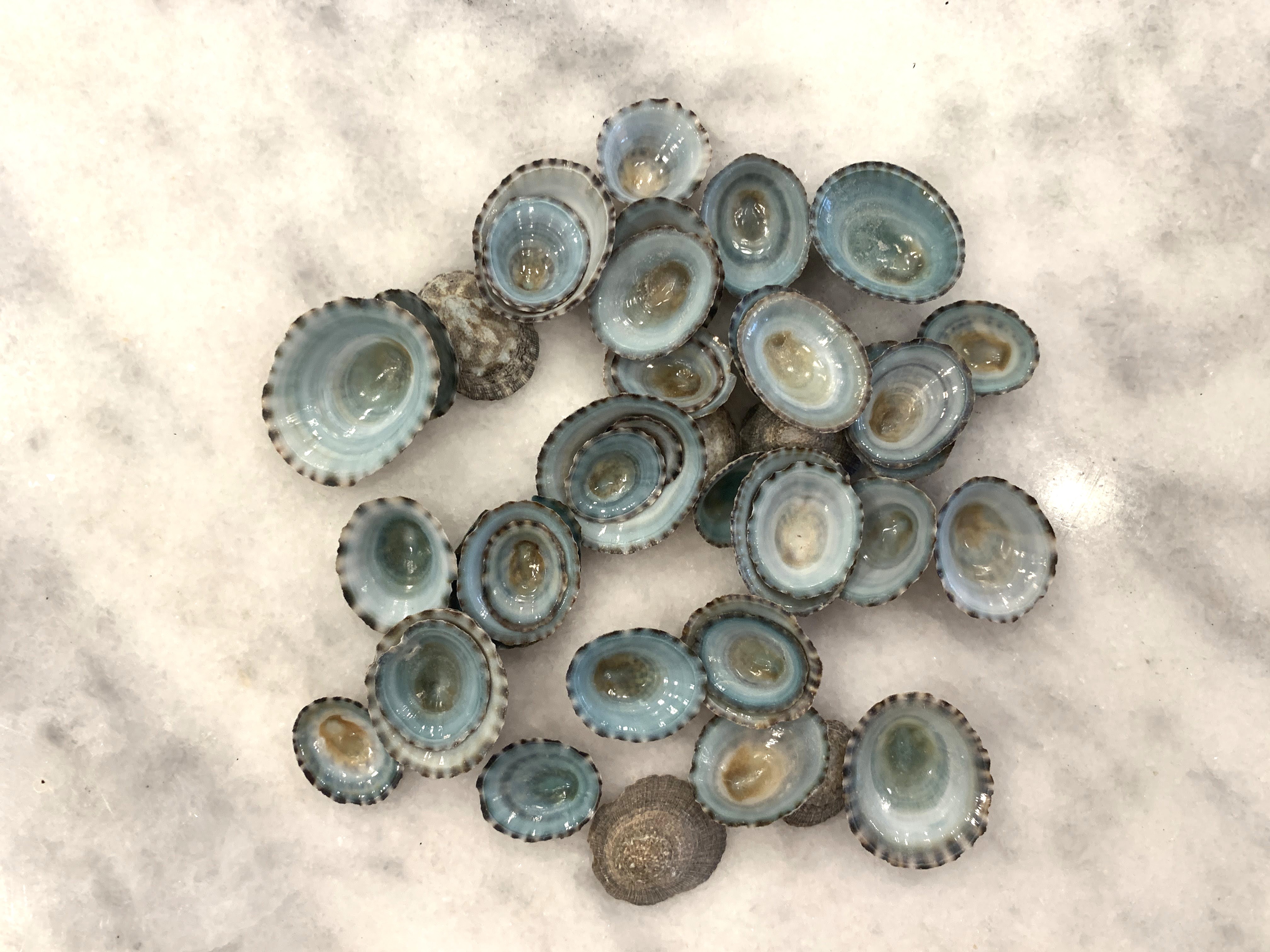 Green Limpet Shells, Set of 10