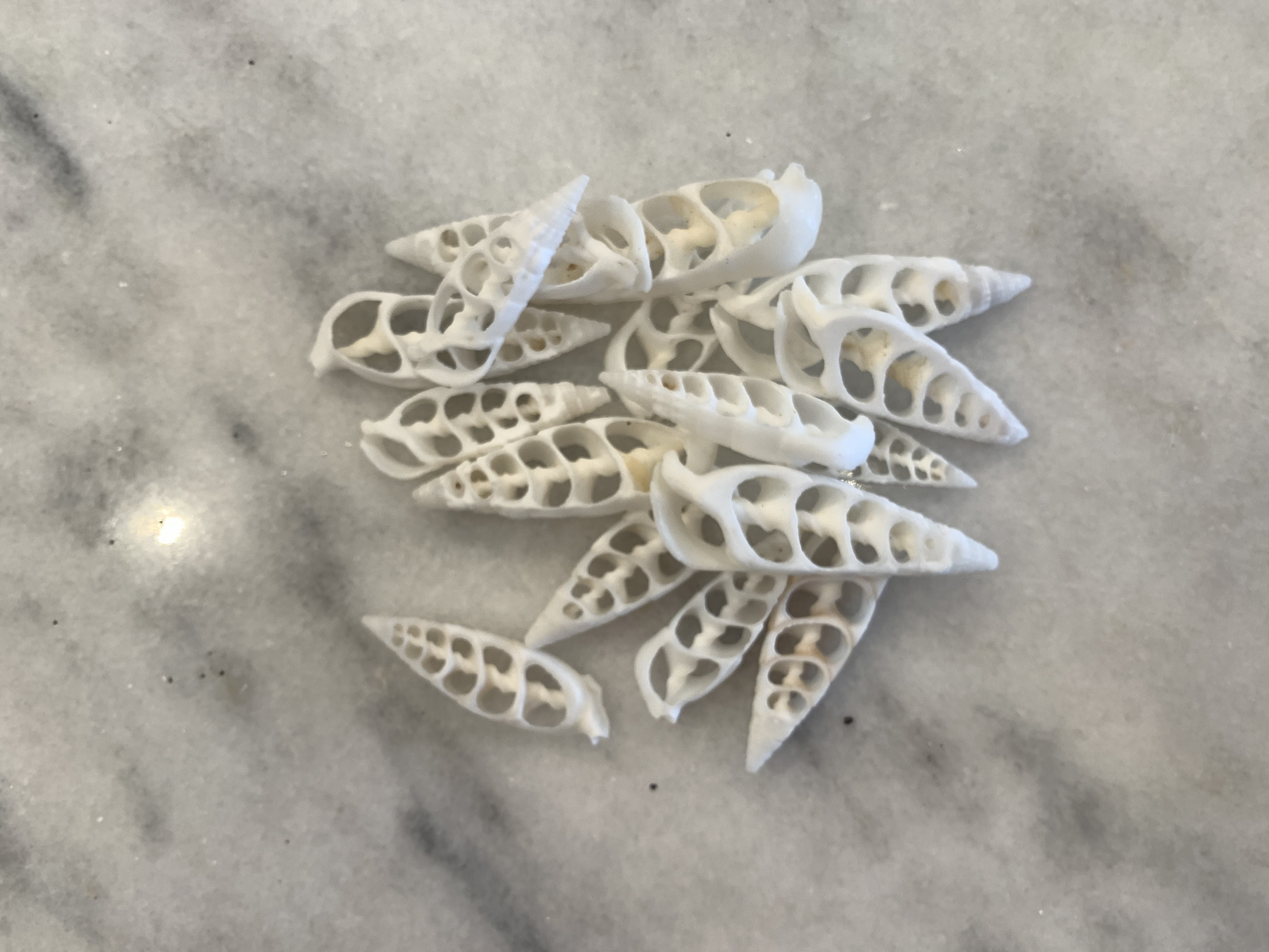 White Cerithium Center Cut Shells , Set of 10 or 20