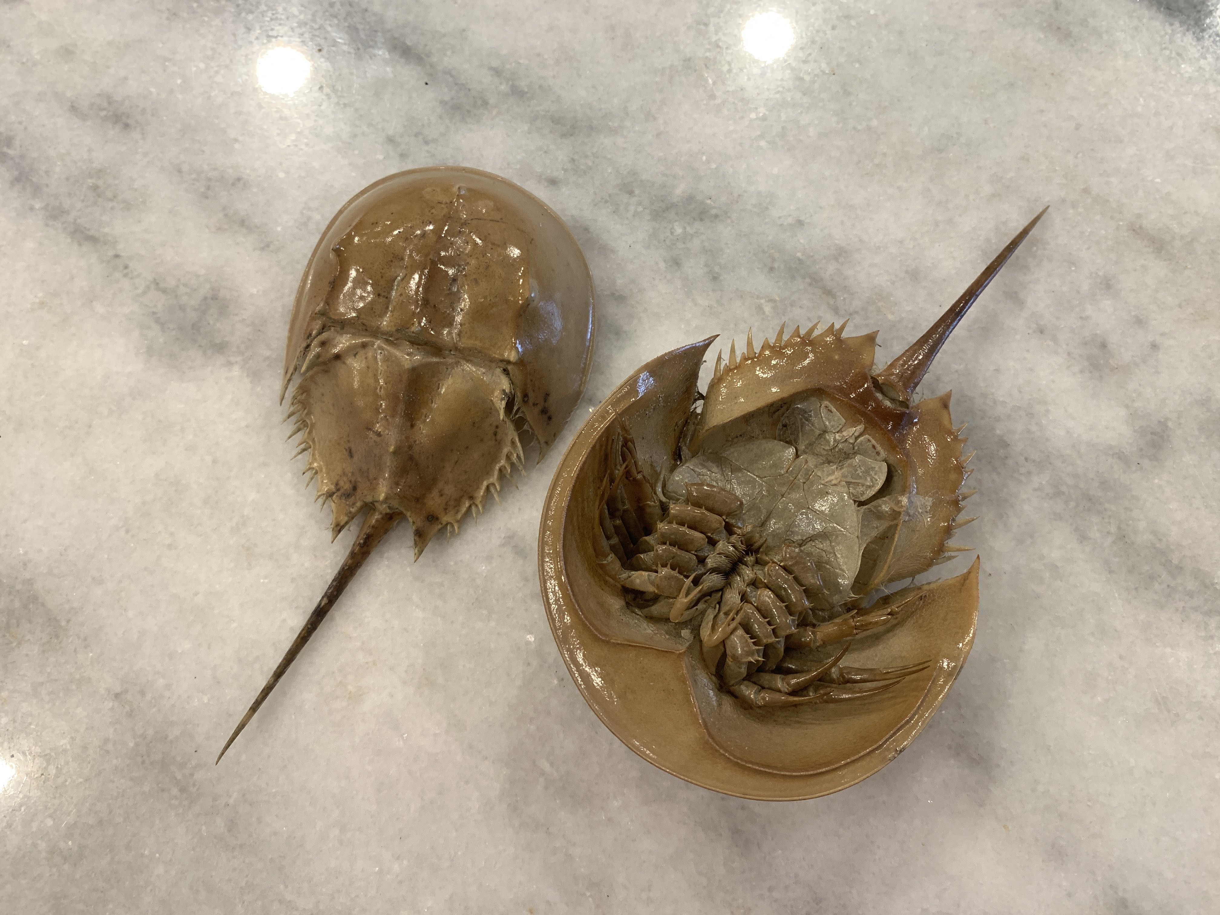 Horseshoe Crab Molt 5-7 inches 