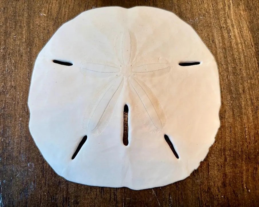 Sand Dollar Shells approx 4 to 4.5”, Lot / bulk seashells