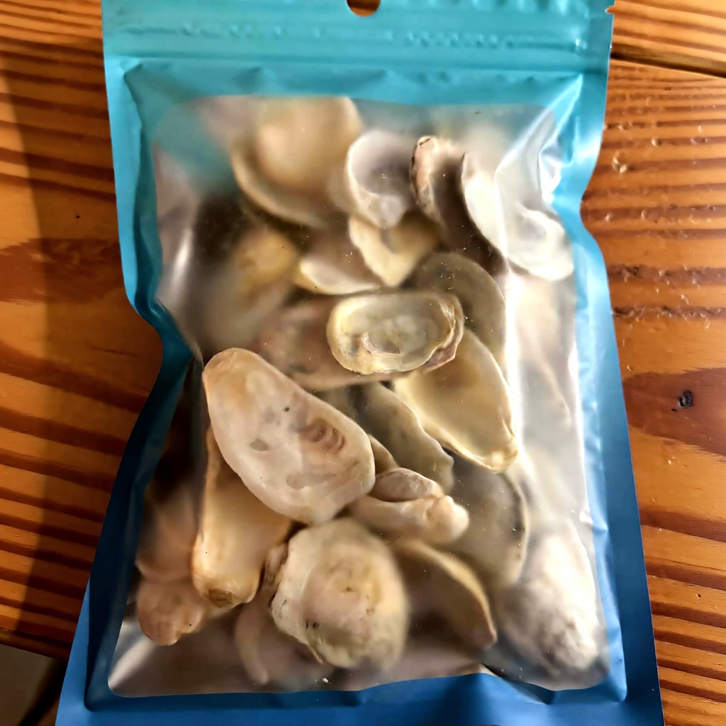 XS Oyster Shells .5 to 1.5 inches, Set of 50