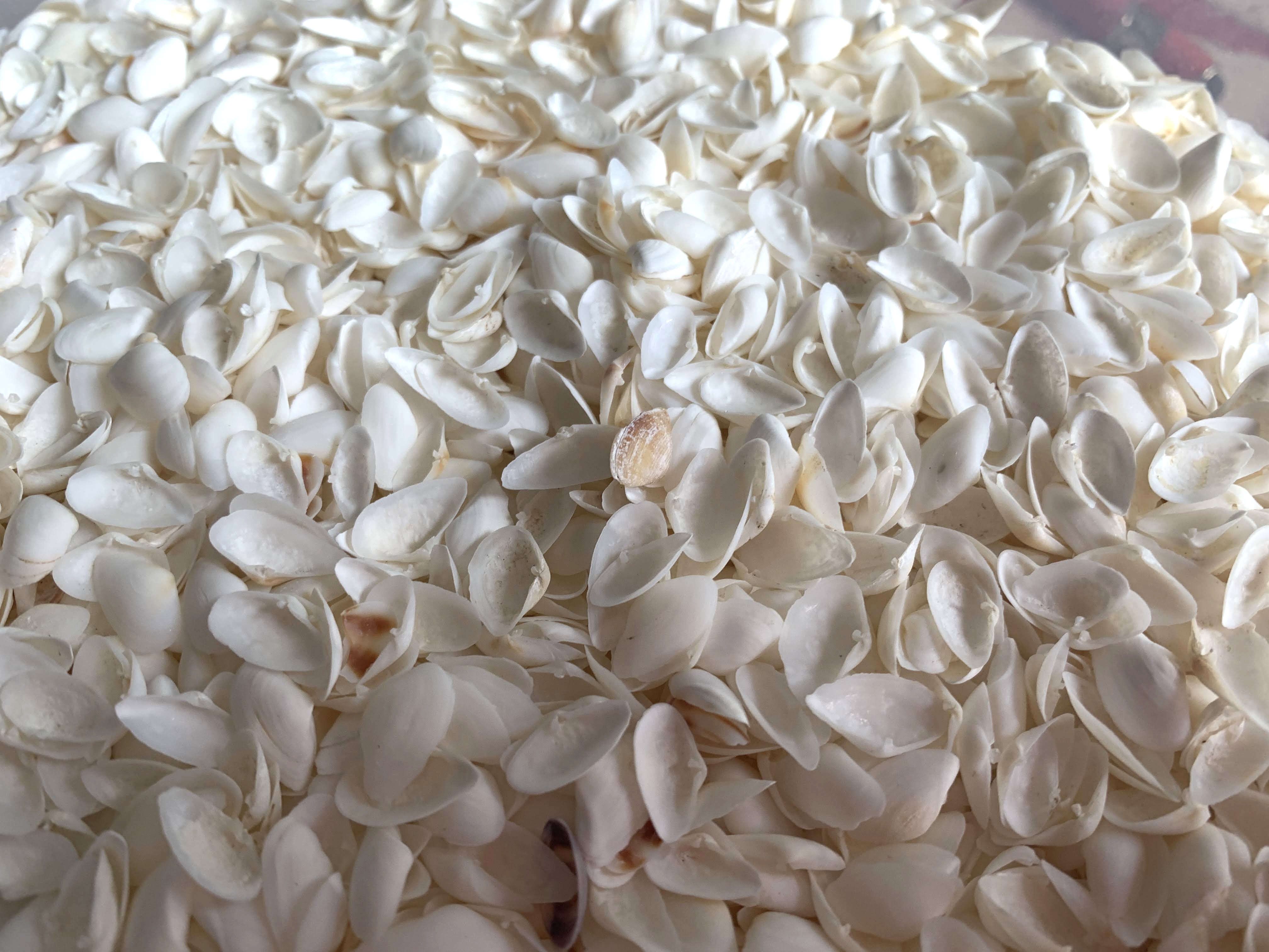 Tiny White Coquina Shells 3/8-3/4 inches, Sold by the Cup