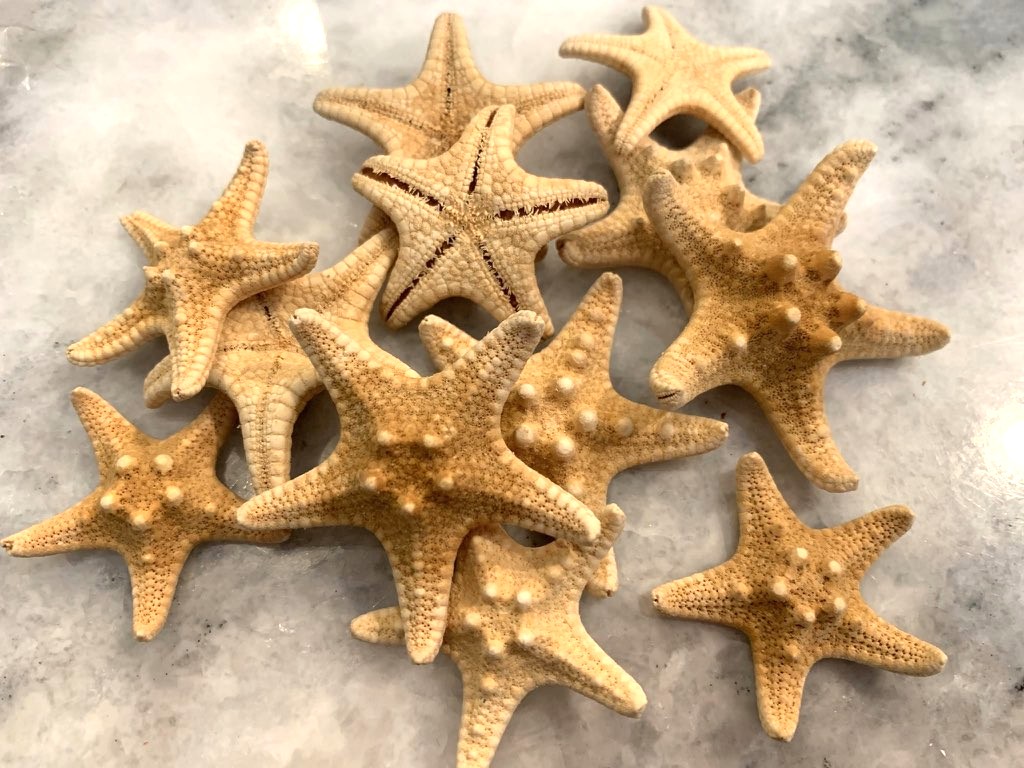Knobby Starfish 1.5 to 2 inches, Sold in Sets of 2 or 5