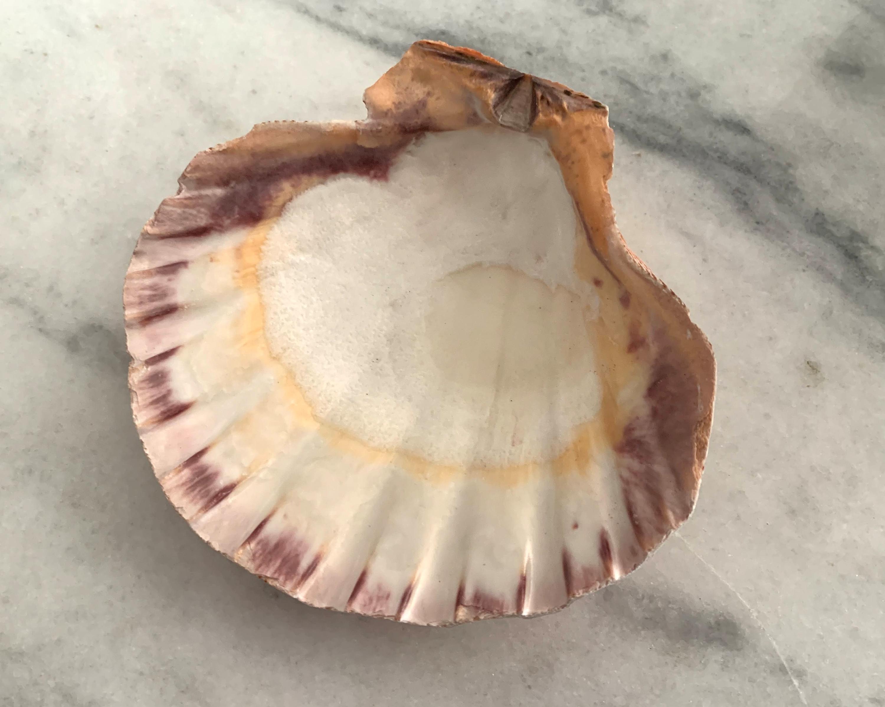 Orange Lions Paw 5 to 5.5 inches 