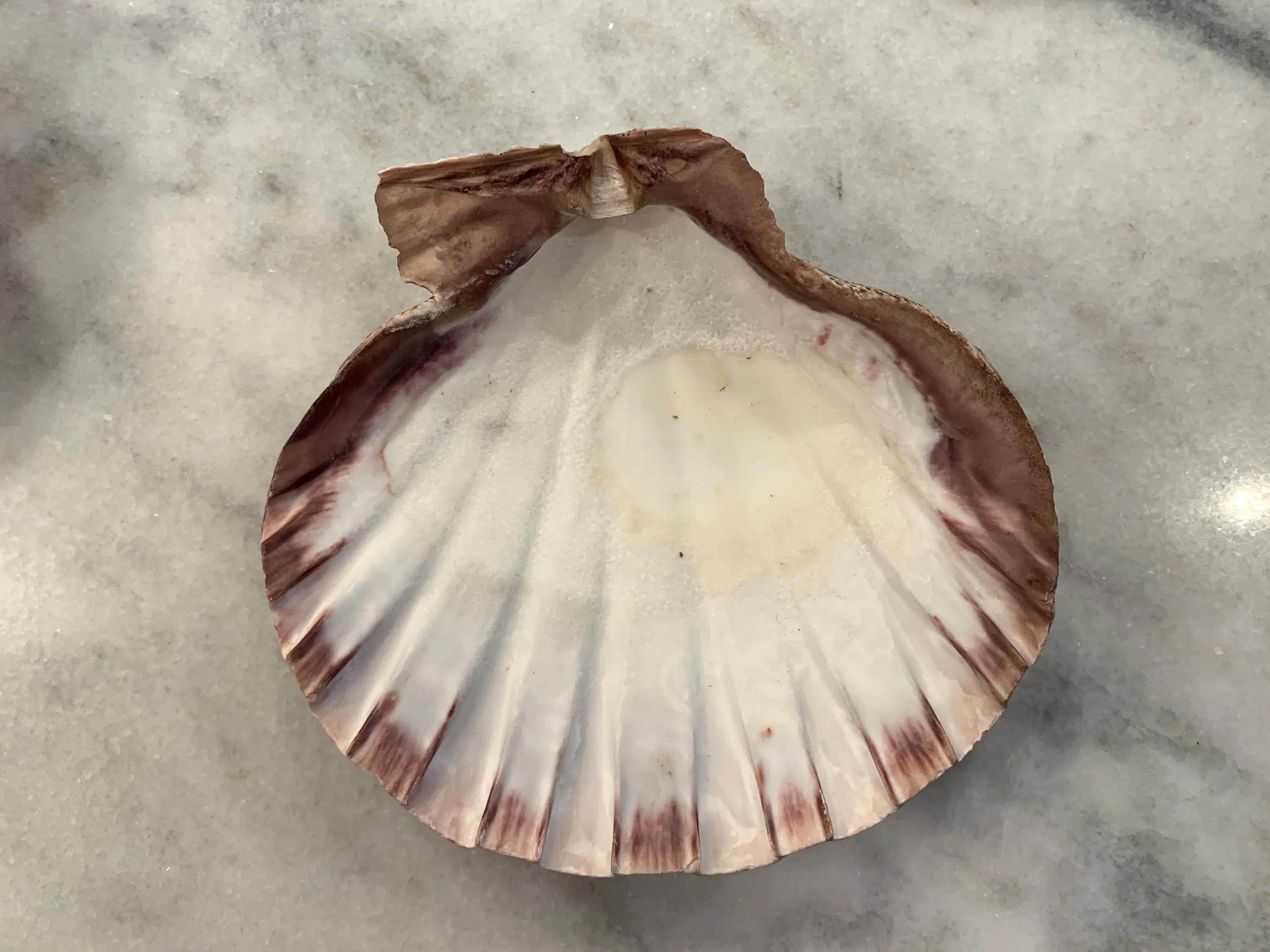 XL Lions Paw 5 to 6 inches