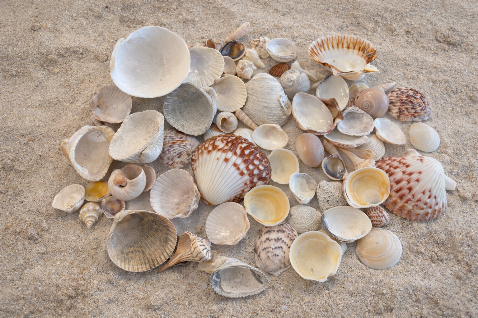 Assorted Seashells 1/2 lb or 1 Pound Bag Sanibel Island Florida Shells