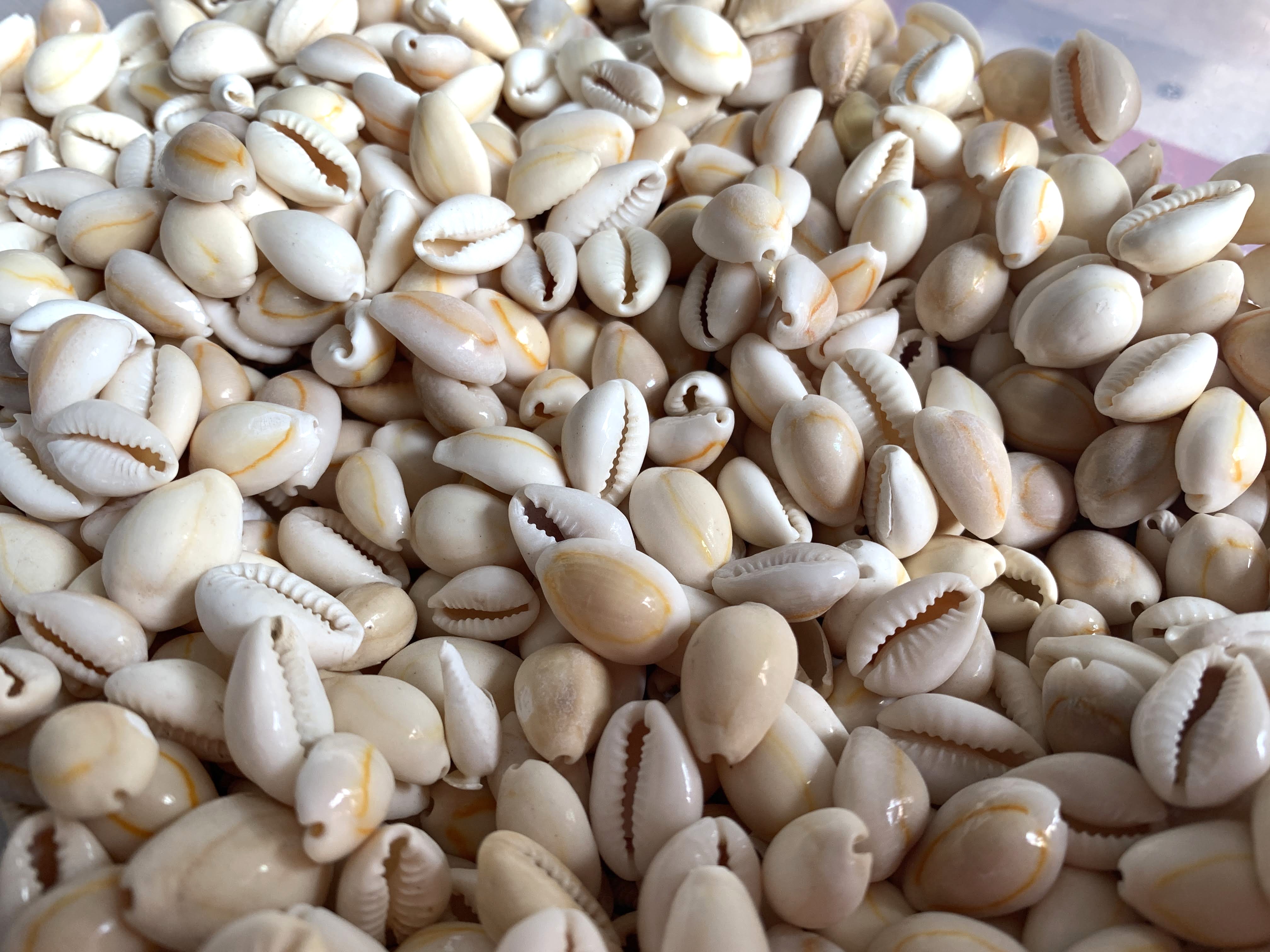 Peach Baby Cowrie Shells .25 to .75 inches, Sold by the Cup