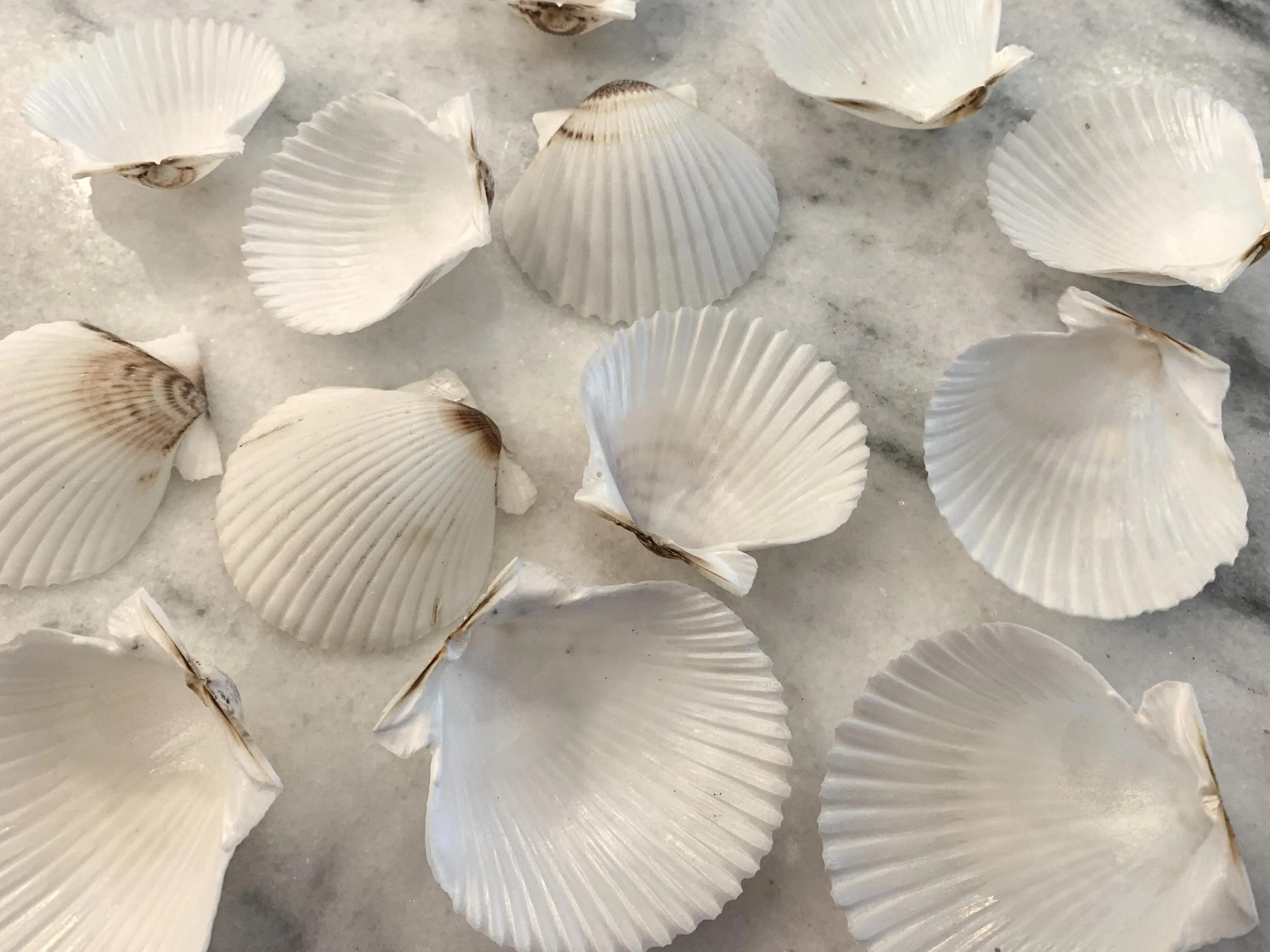 White Scallop Shells 1.75 to 2 inches, Sets of 10 or 20