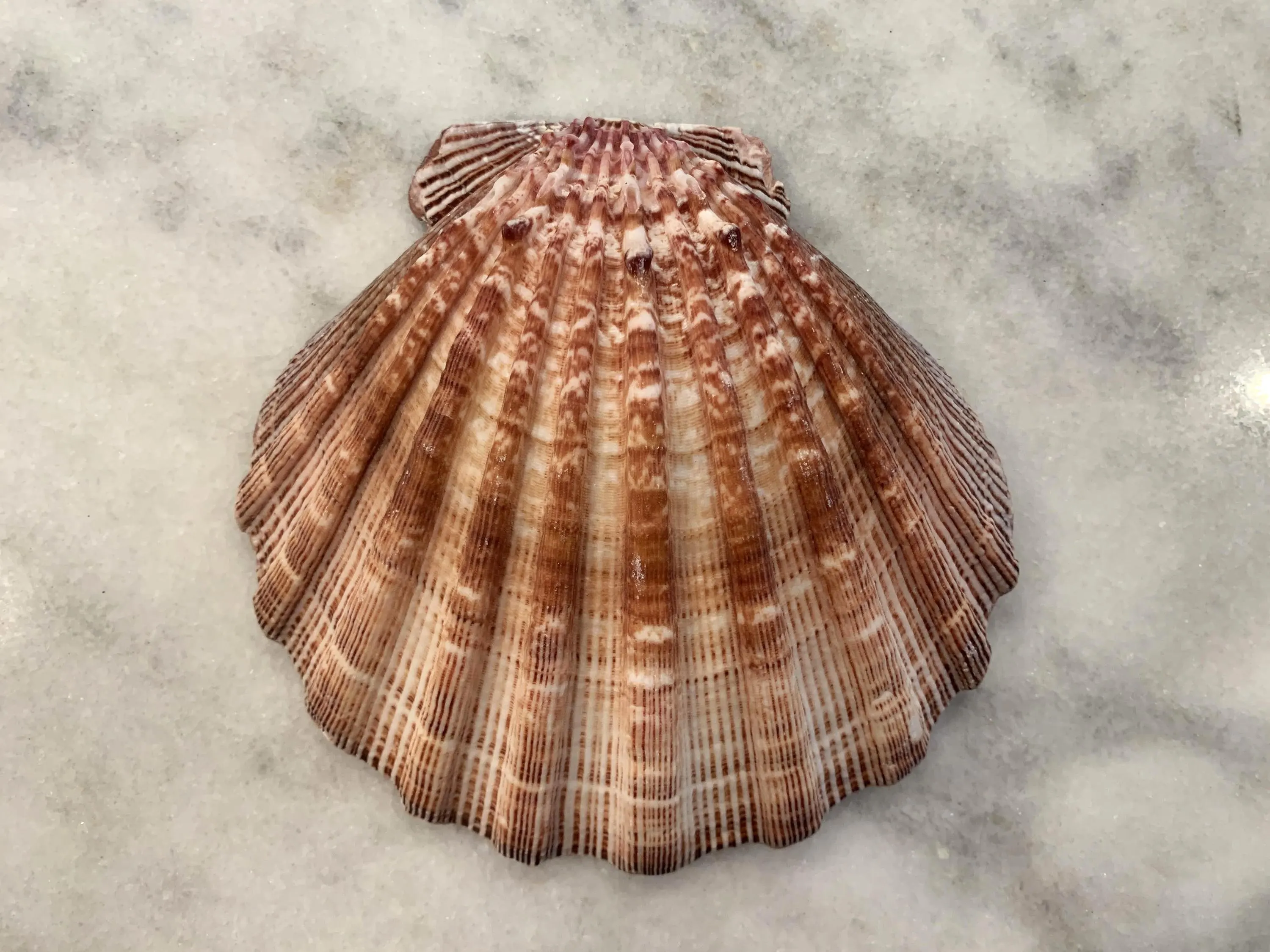 XL Lions Paw 5 to 6 inches