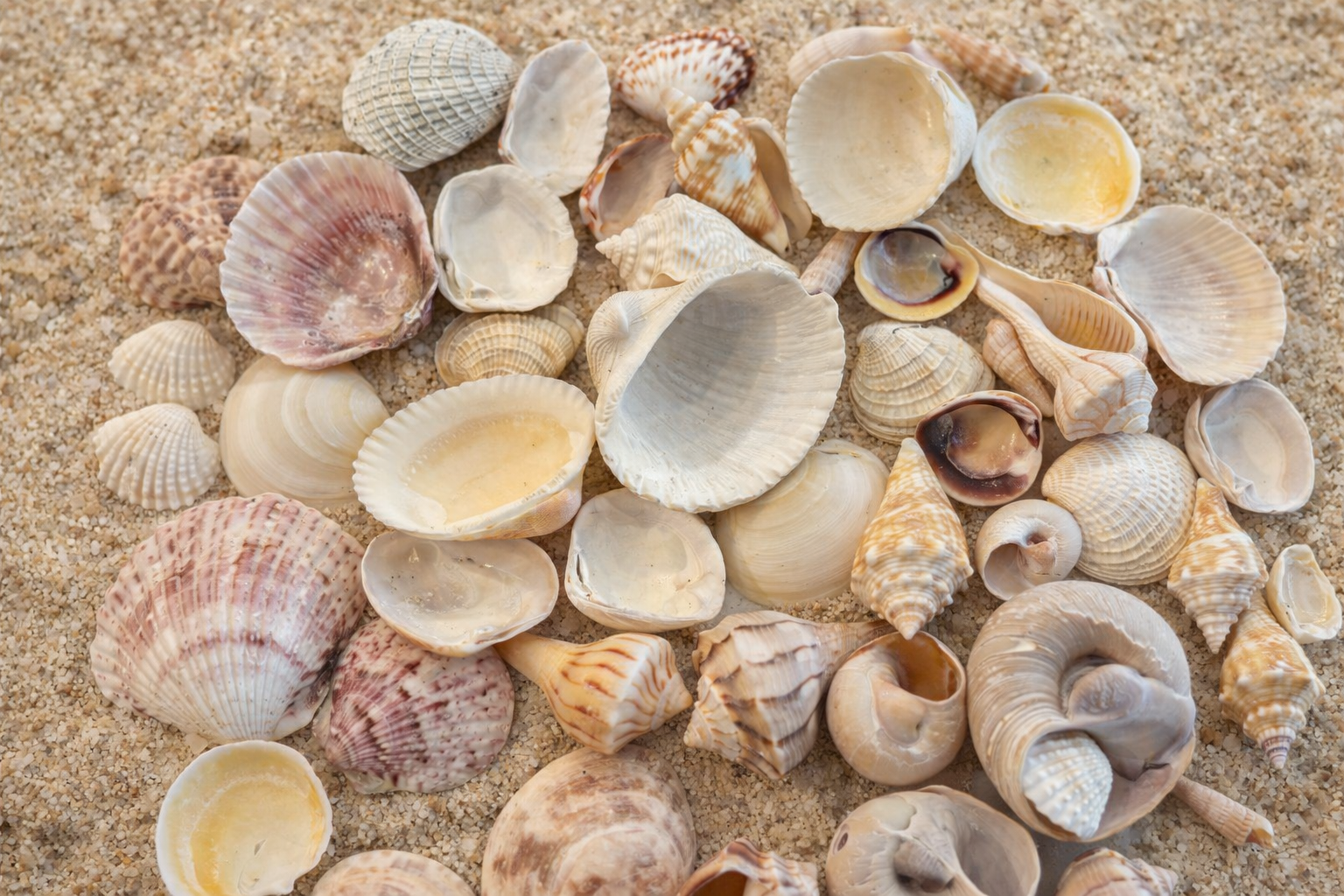 Assorted Seashells 1/2 lb or 1 Pound Bag Sanibel Island Florida Shells