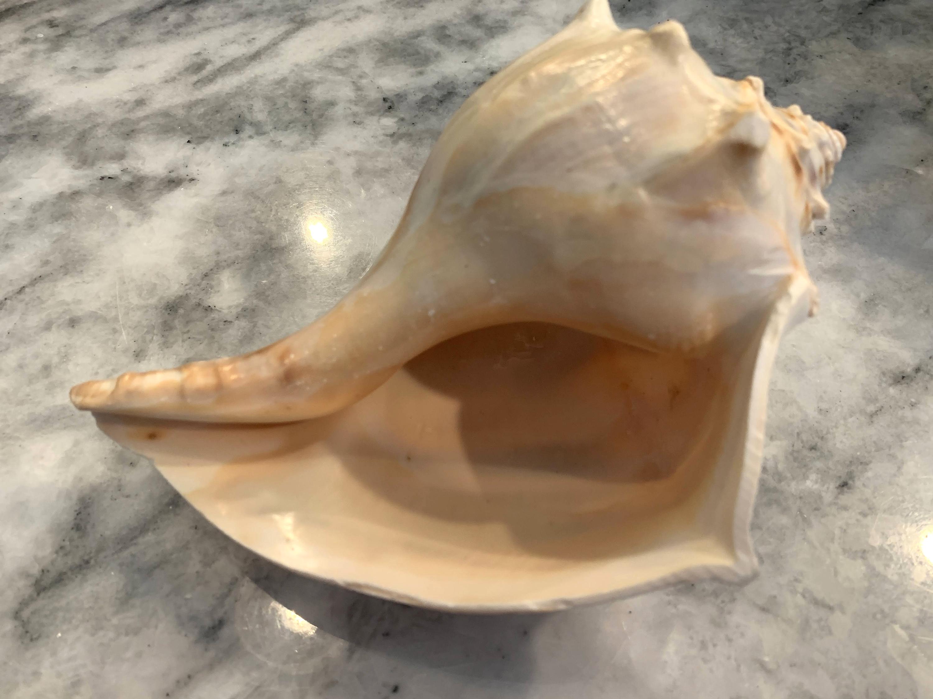 Jumbo Whelk shell 7 - 7.75 inches