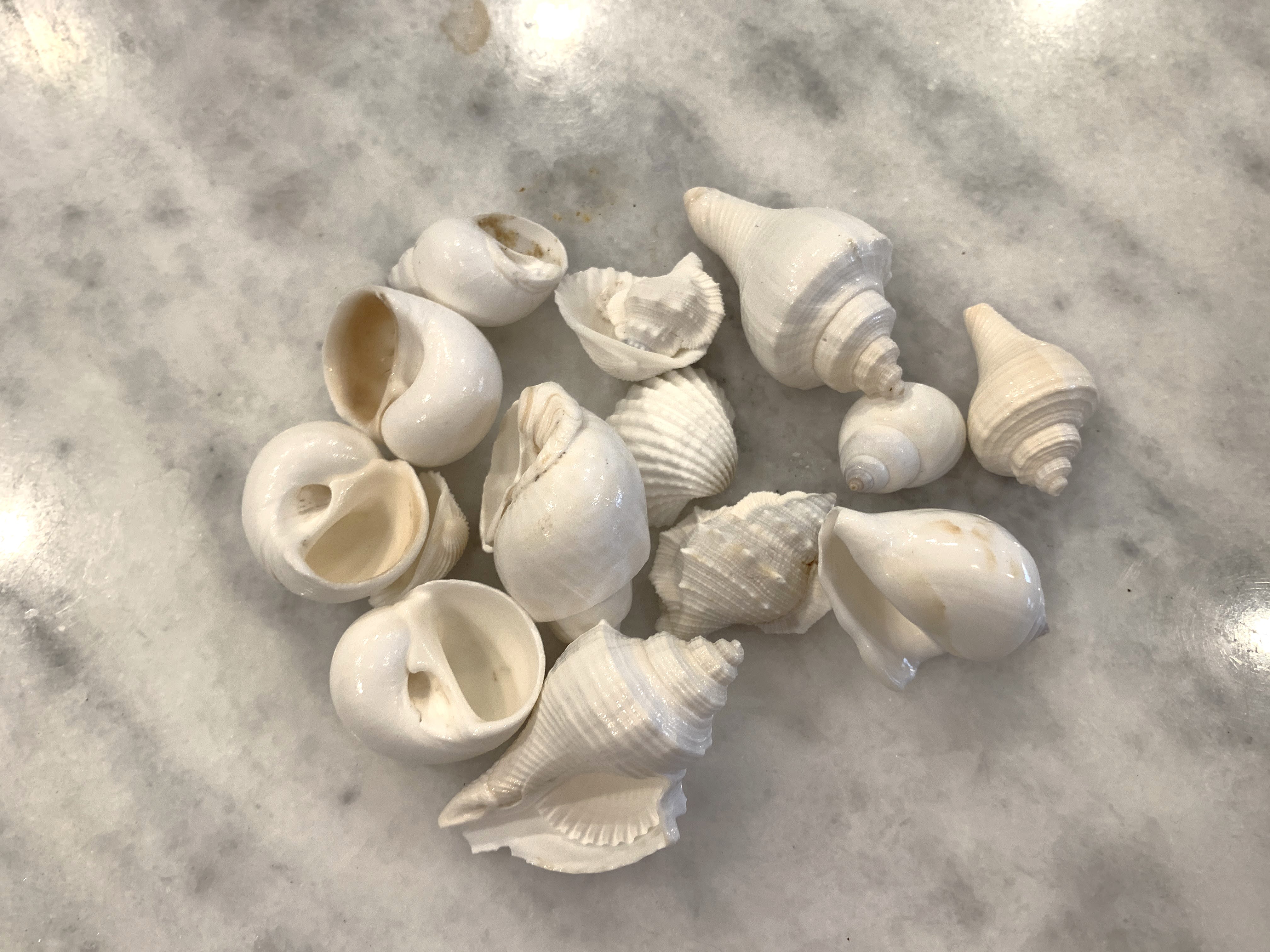 White Shells Mix 3/4" to 1 3/4", 6 ounce Bag 