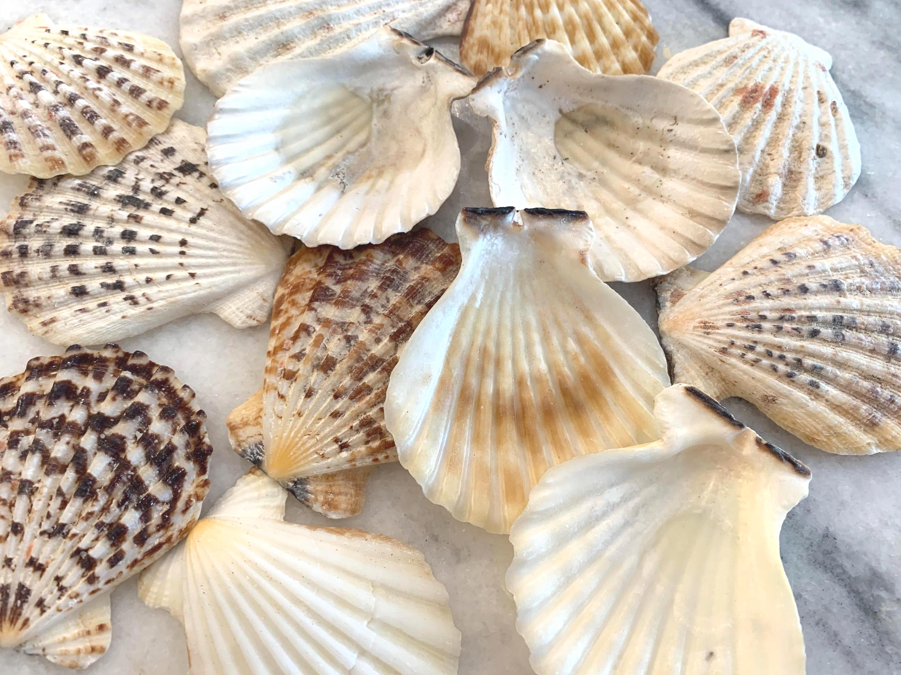 Pectin Radula Scallop Shells 2 to 3.25 inches