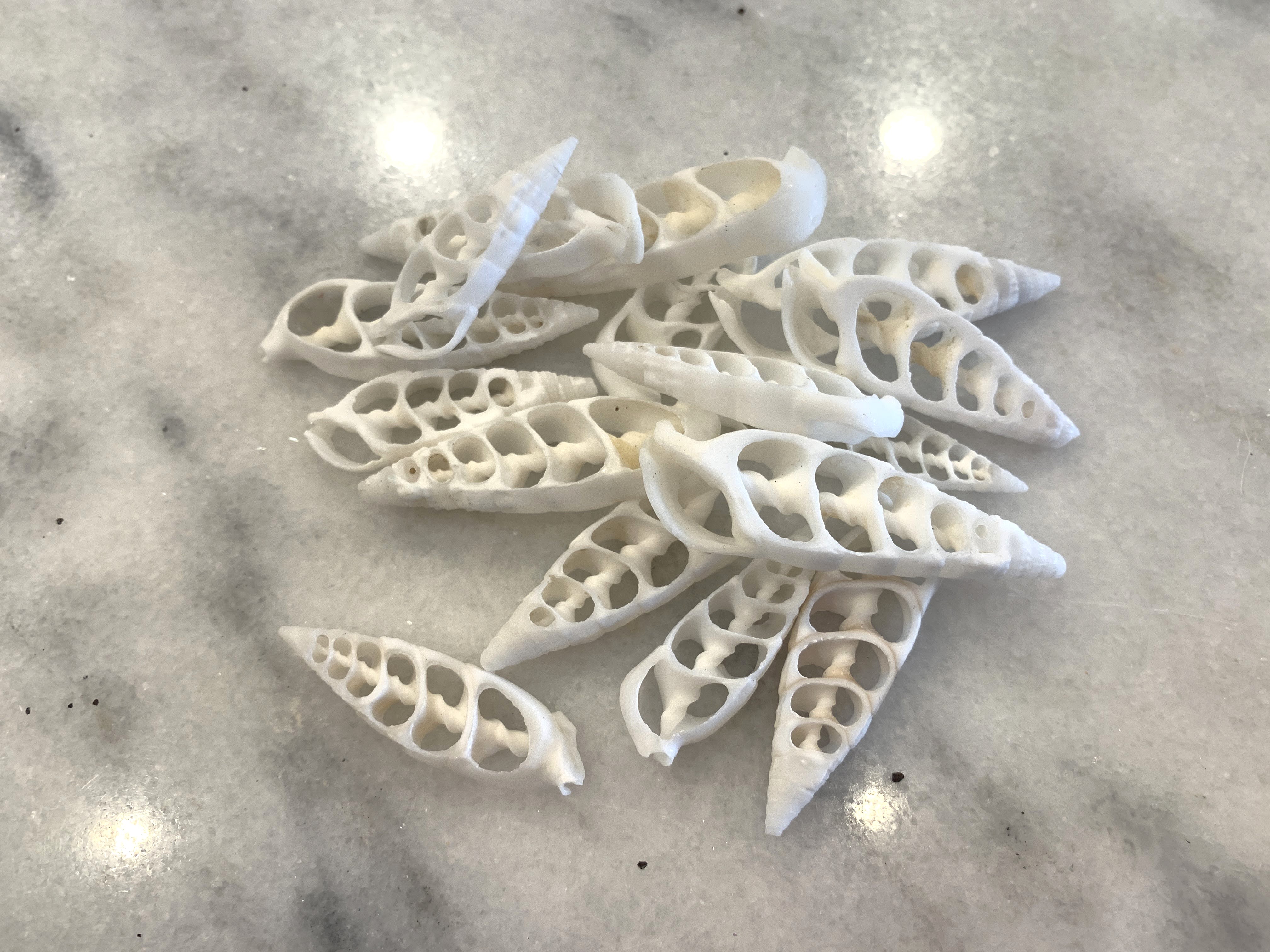 White Cerithium Center Cut Shells , Set of 10 or 20