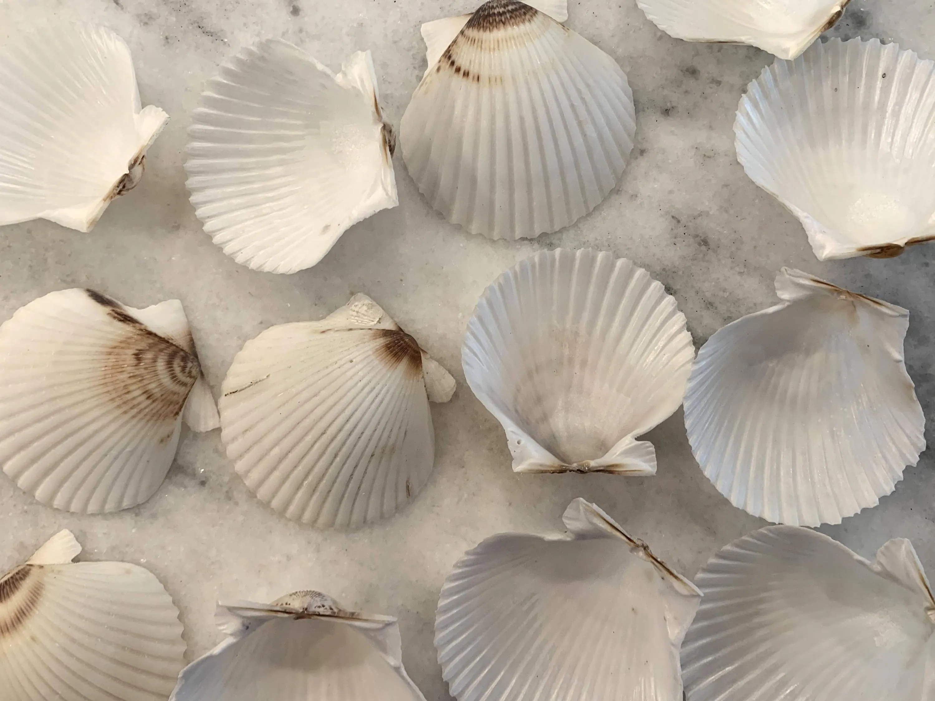 White Scallop Shells 1.75 to 2 inches, Sets of 10 or 20