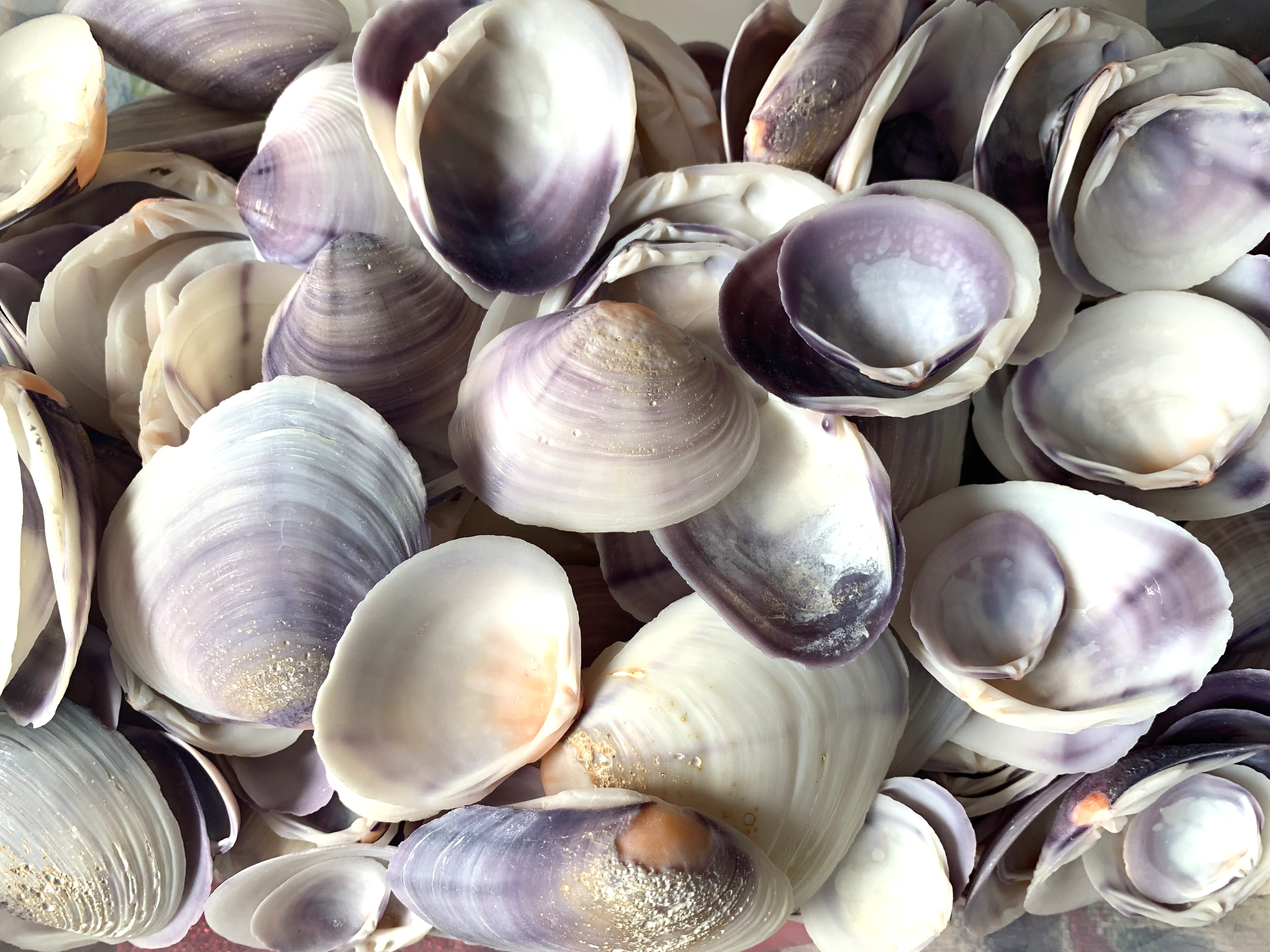 Purple Tahiti Clams .75 to 1.25 inches, Sold by the Cup