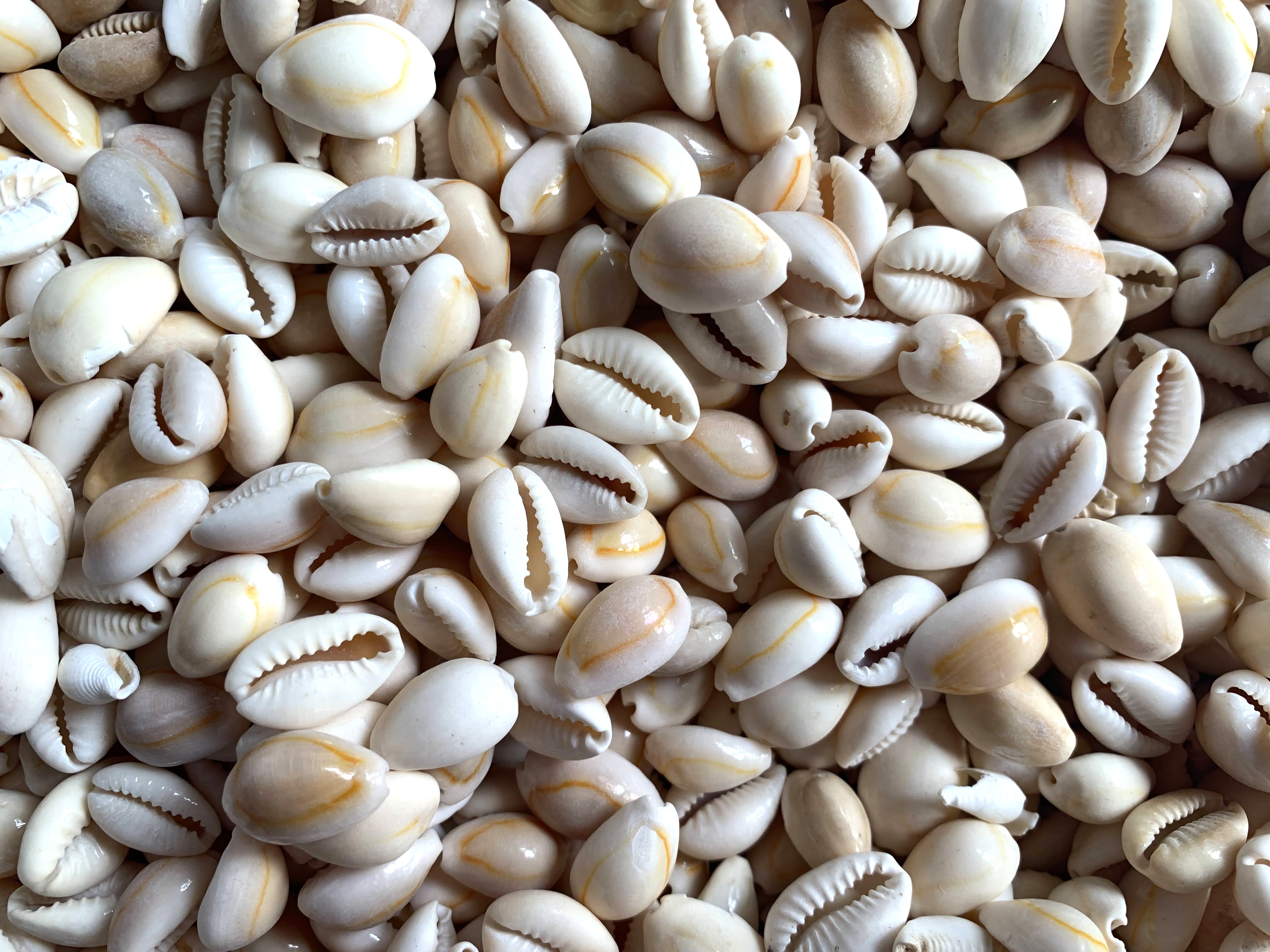 Peach Baby Cowrie Shells .25 to .75 inches, Sold by the Cup