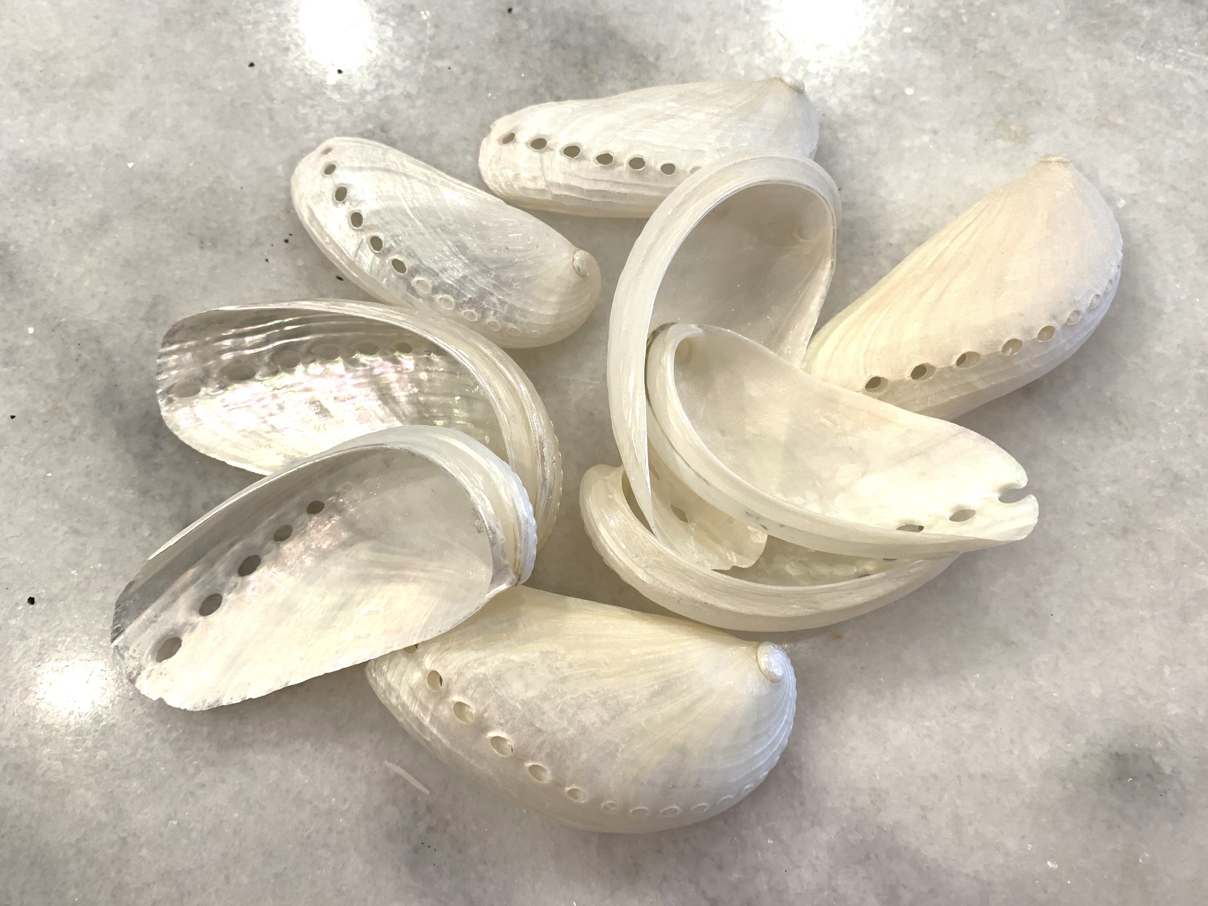 Pearl Abalone Shells 2+ inches, Set of 10