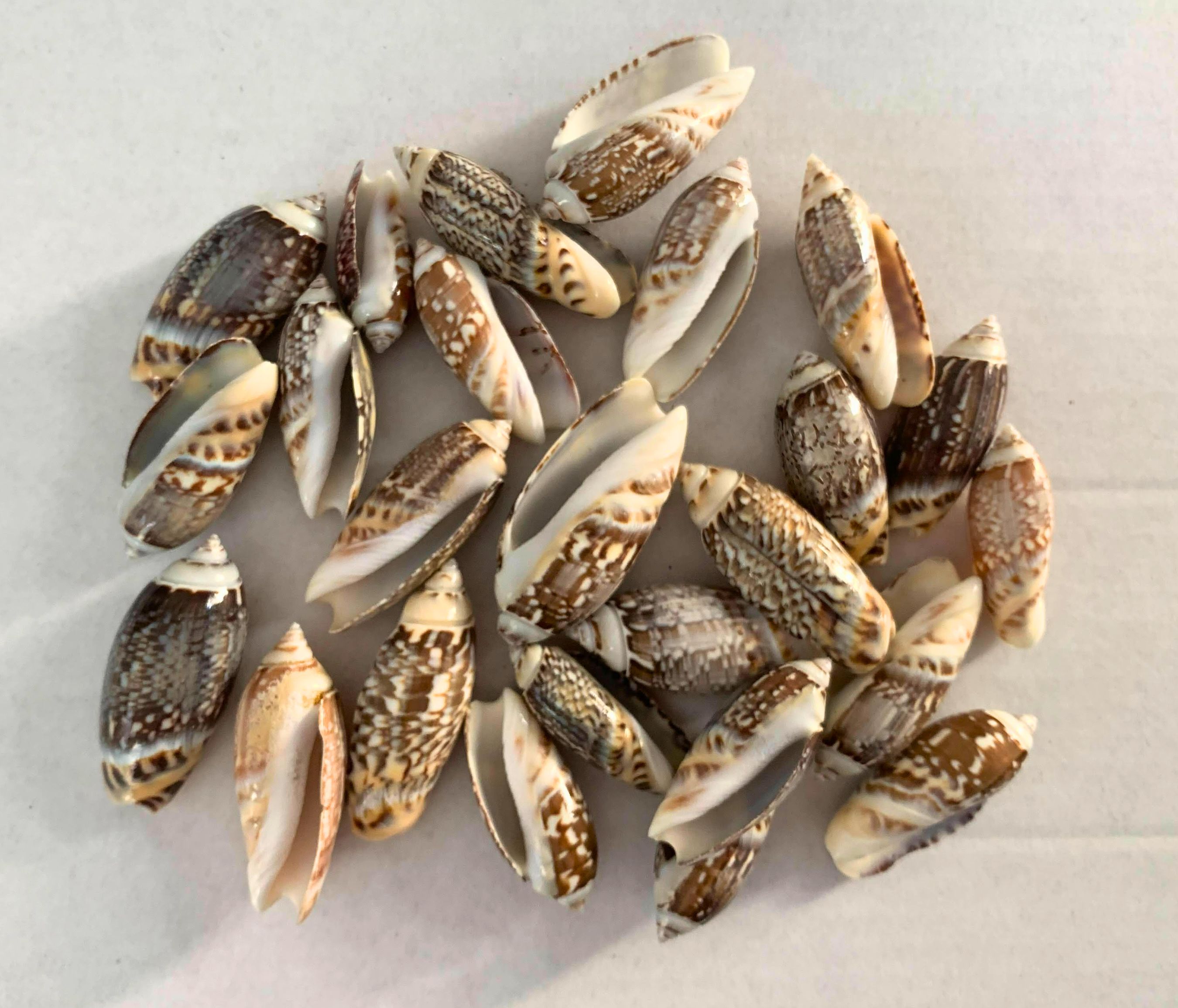 Olive Gibbosa 1 to 1.5 inches, Set of 25