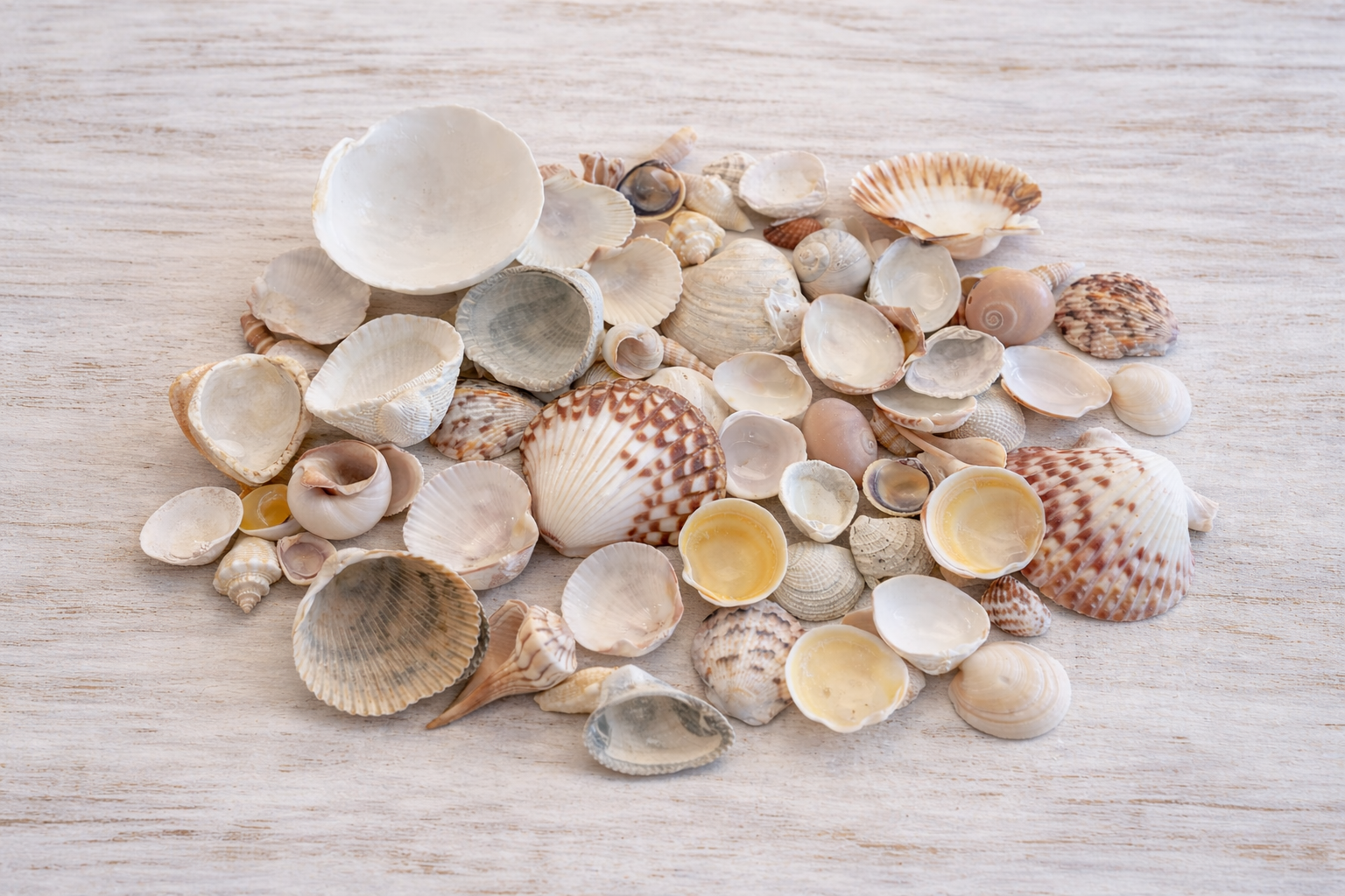 Assorted Seashells 1/2 lb or 1 Pound Bag Sanibel Island Florida Shells