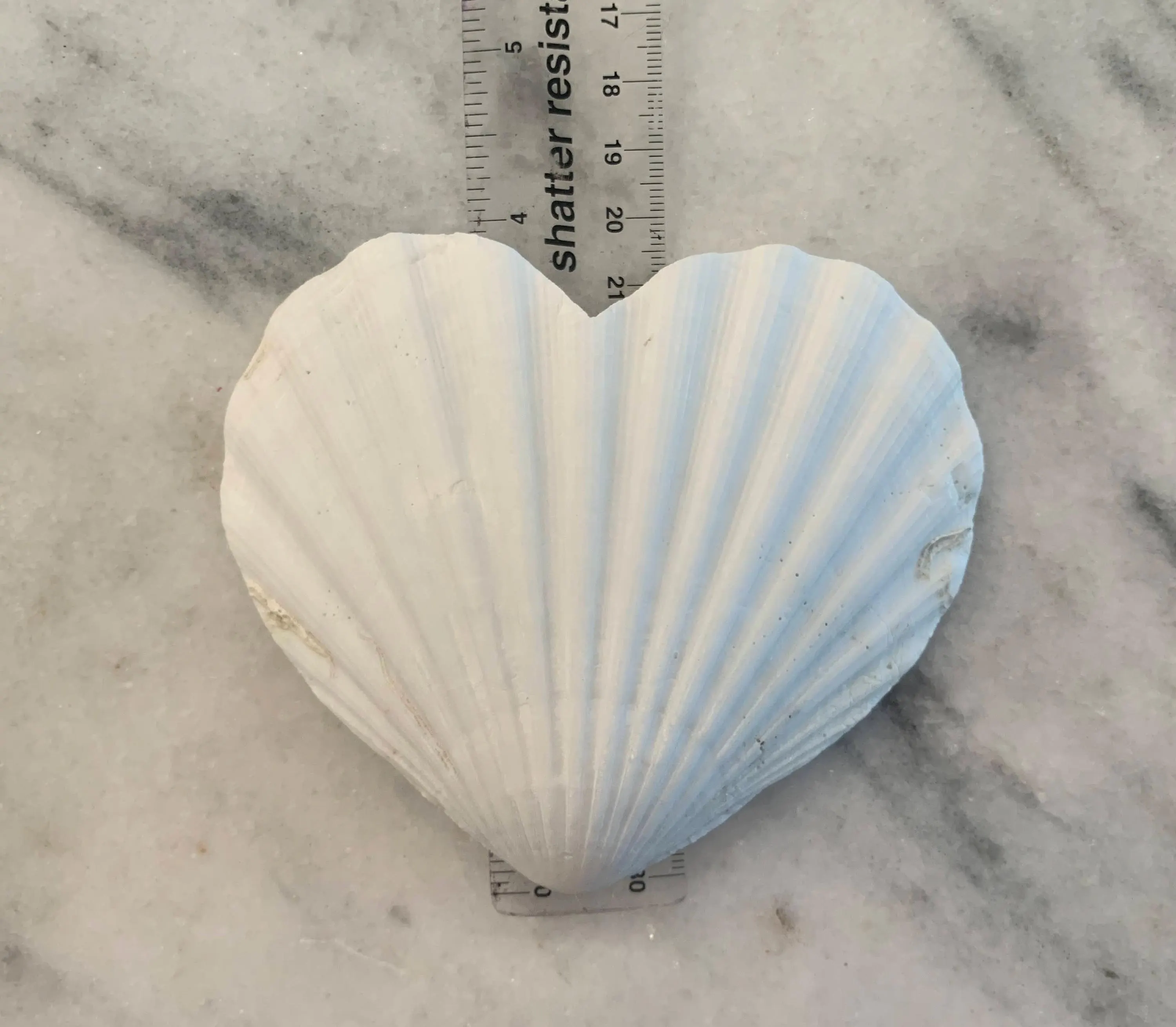Heart Shape Scallop Shell,  Set of 4/8, White 4 to 4.5 inch