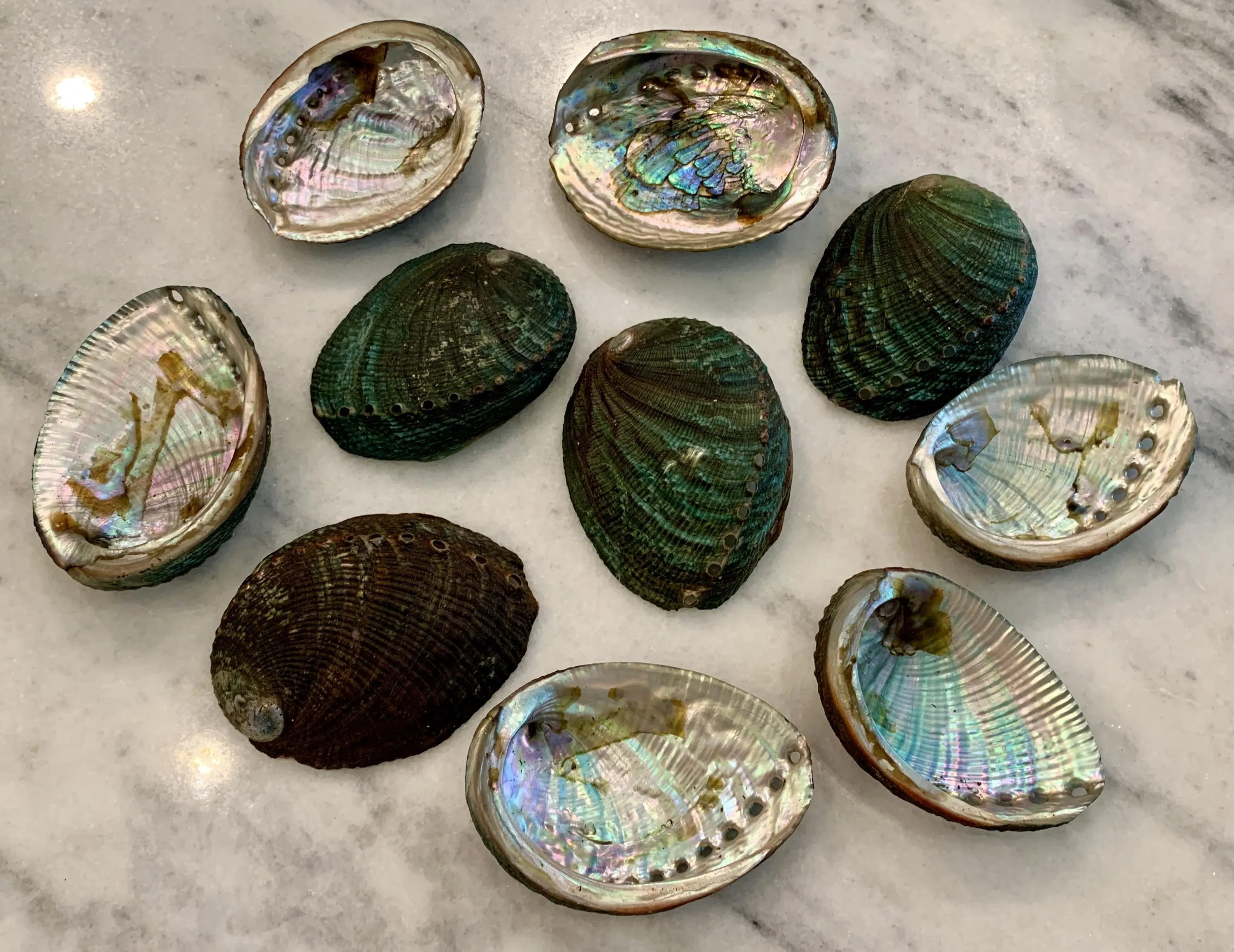 Green Abalone Shells 3” - 3.75 inches, 100% Natural abalone shell