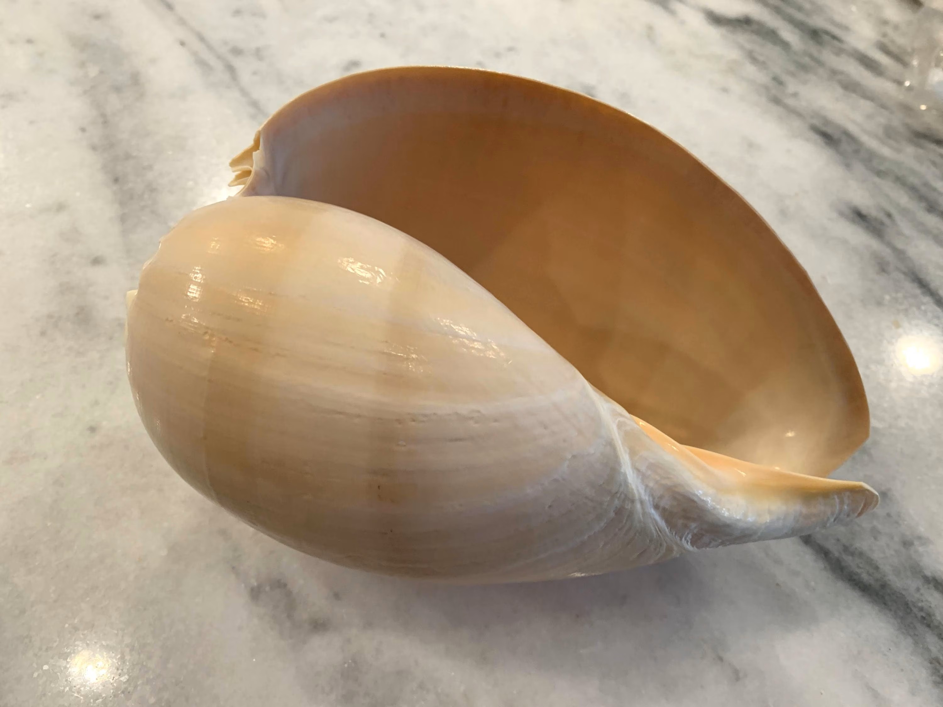 7 inch Baler Melon shell, Large Seashell for arts & coastal crafts and home decor