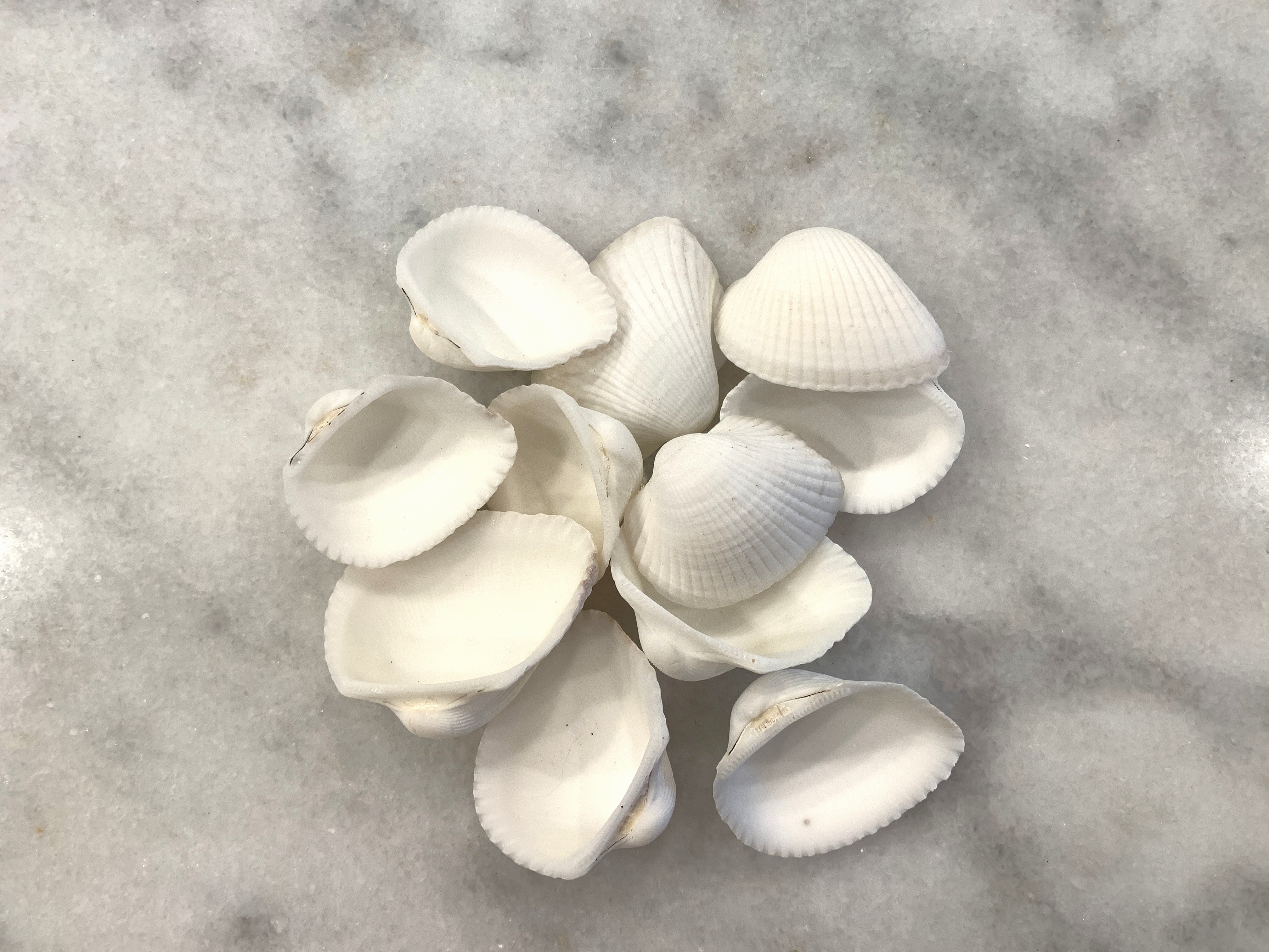 White Ark Shells 1-2.25 inches, 6 ounce Bag