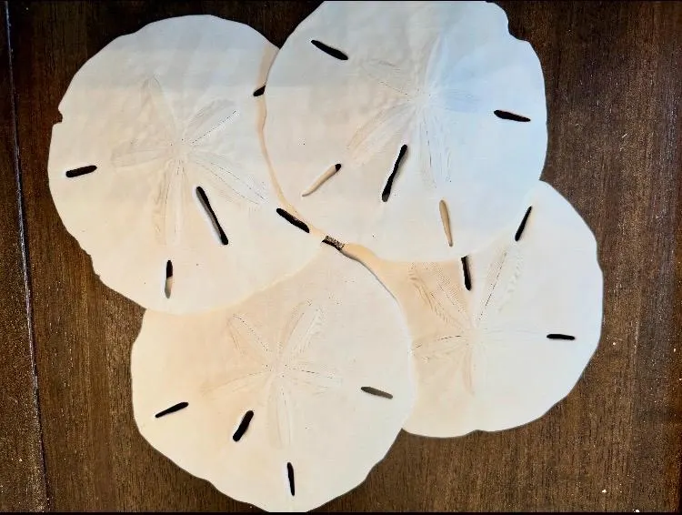 Sand Dollar Shells approx 3 - 3.5", Lot / bulk seashells
