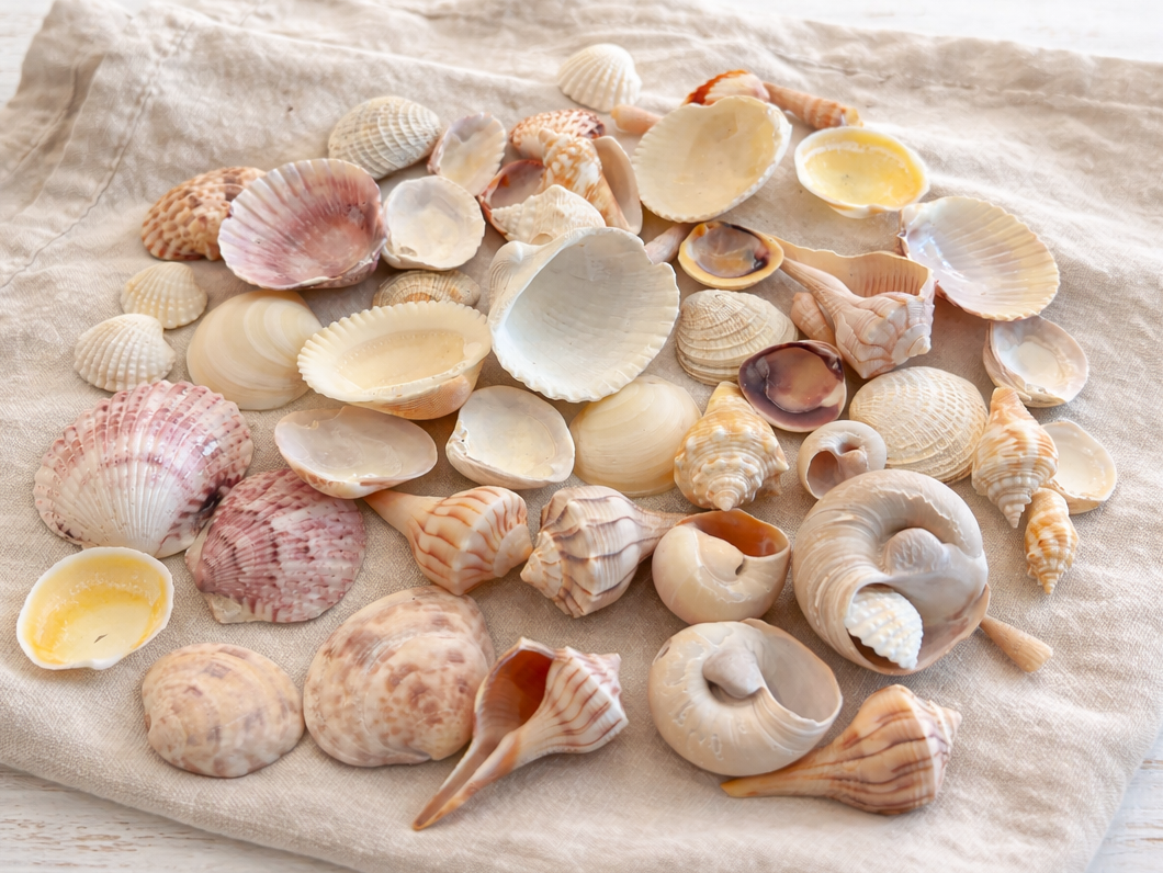 Assorted Seashells 1/2 lb or 1 Pound Bag Sanibel Island Florida Shells