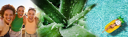 Planta de Aloe Vera