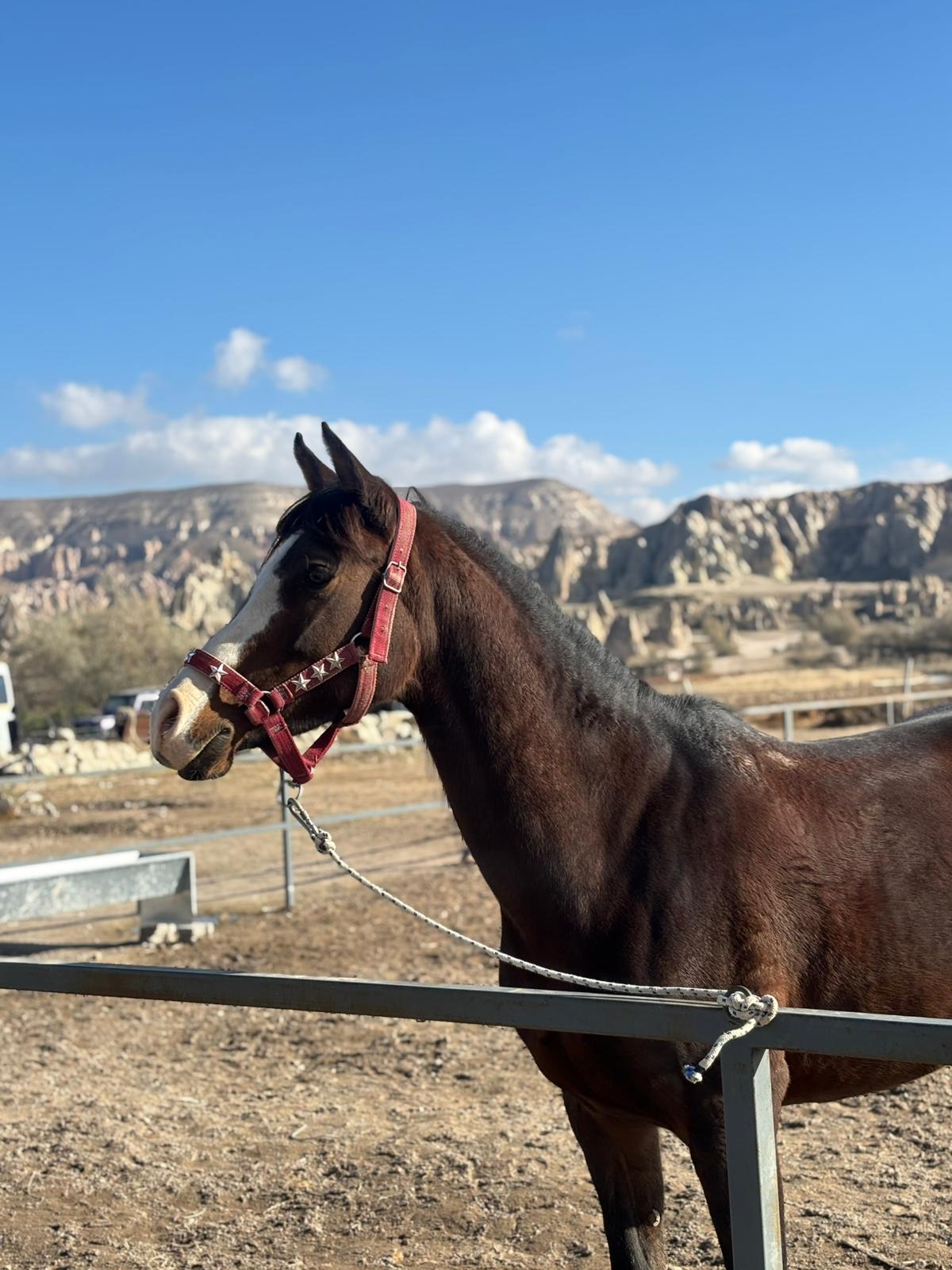 GÜN İÇİ 1 SAAT AT TURLARIMIZ