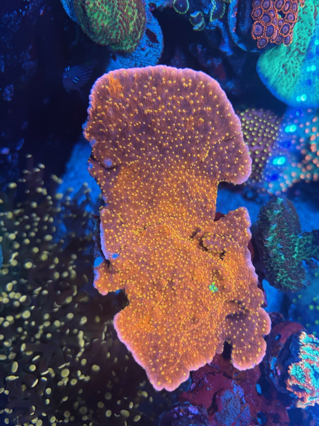 Setting Sun Montipora coral