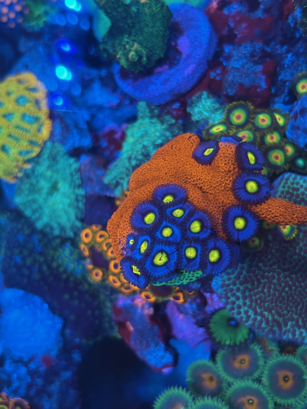 WWC AOI Zoas 