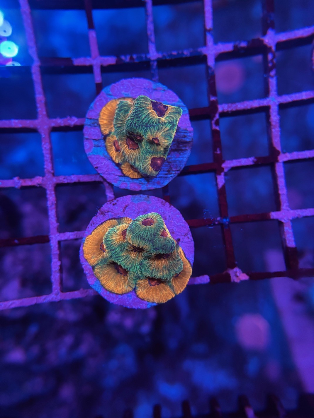 JF Candy Corn Favia frag 